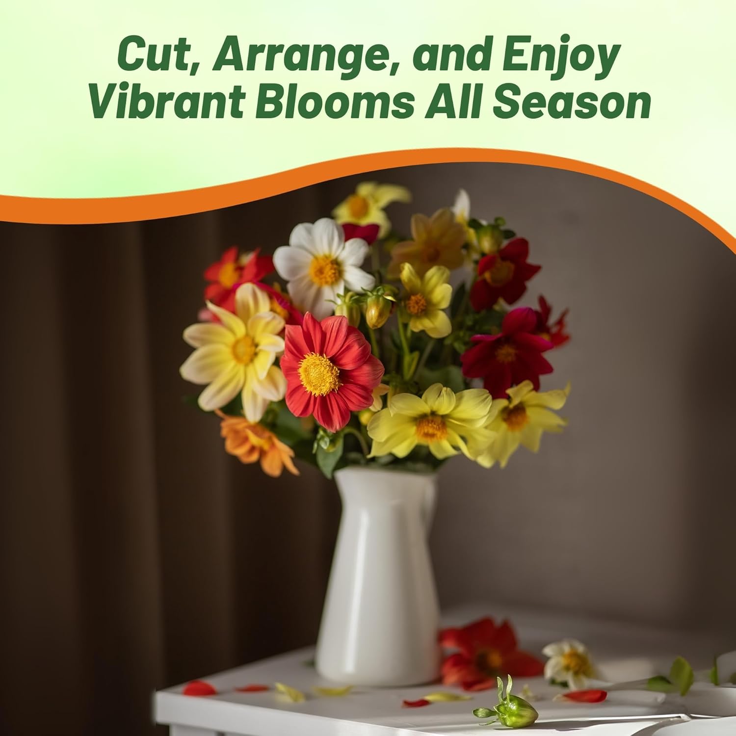 Dahlia Opera Garden Flower Mix