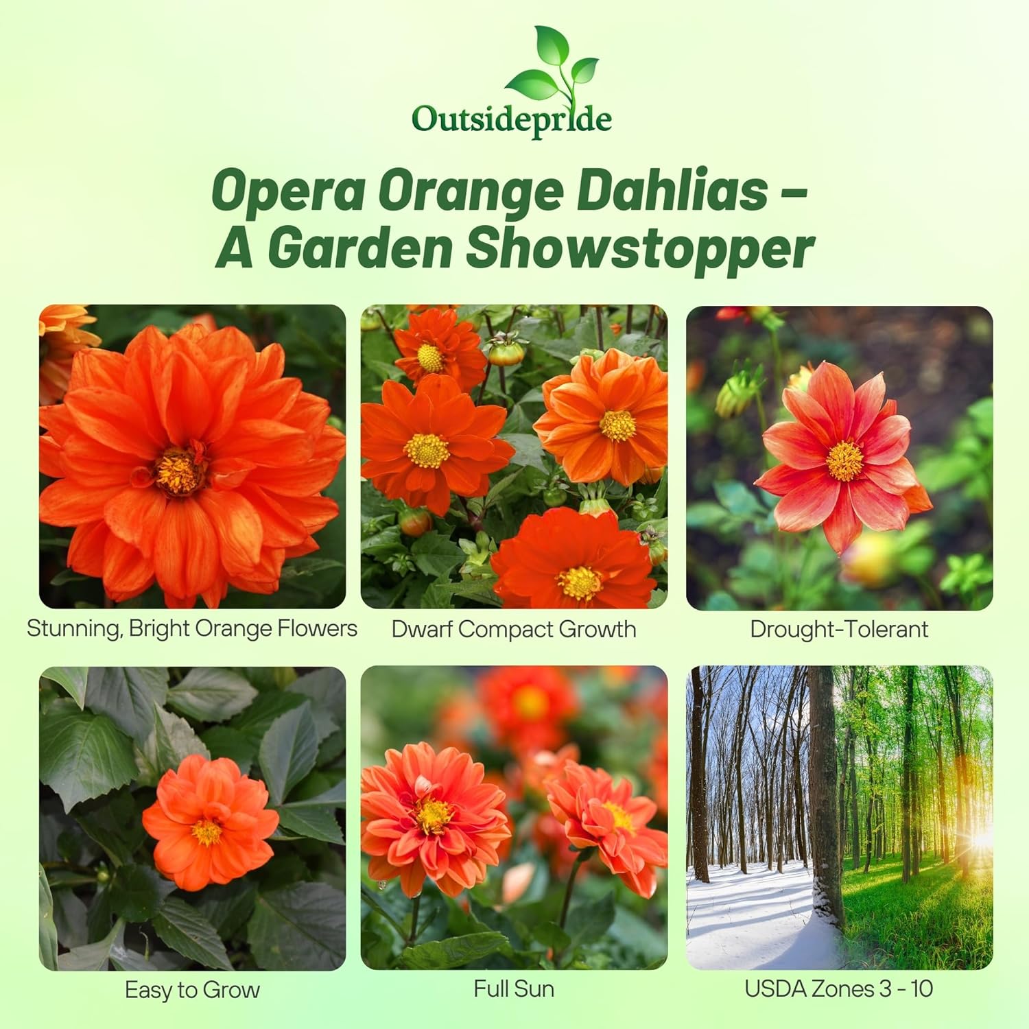Dahlia Opera Orange Flower Images