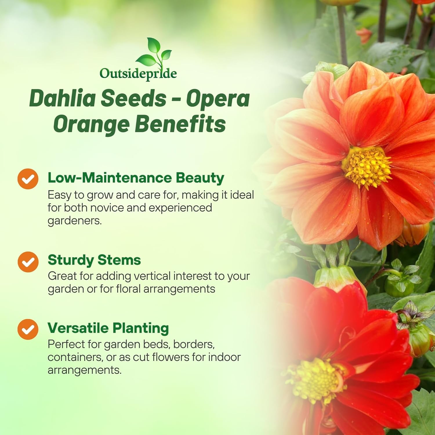 Low Maintenace Dahlia Opera Orange Garden Flowers
