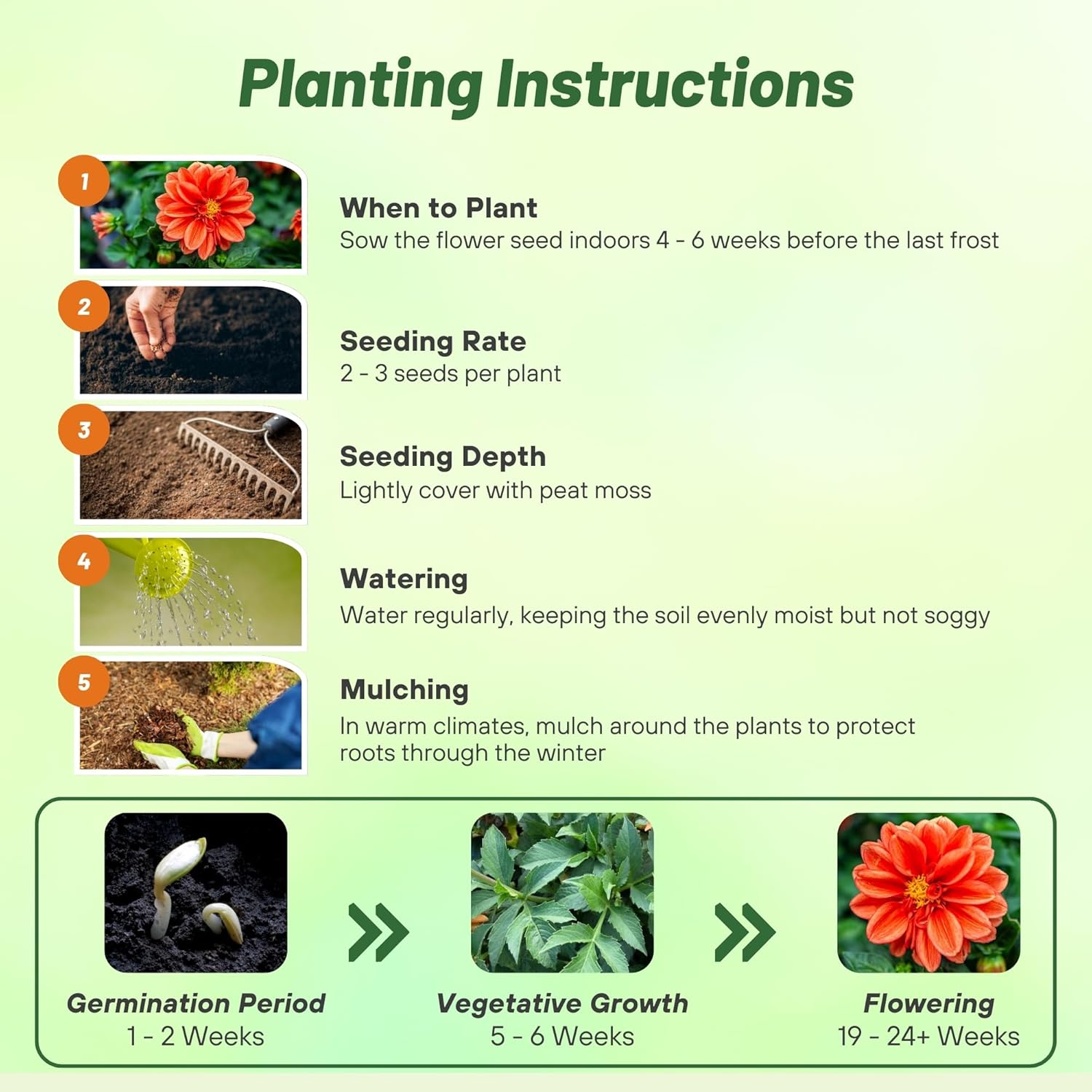 Dahlia Opera Orange Seed Planting Directions