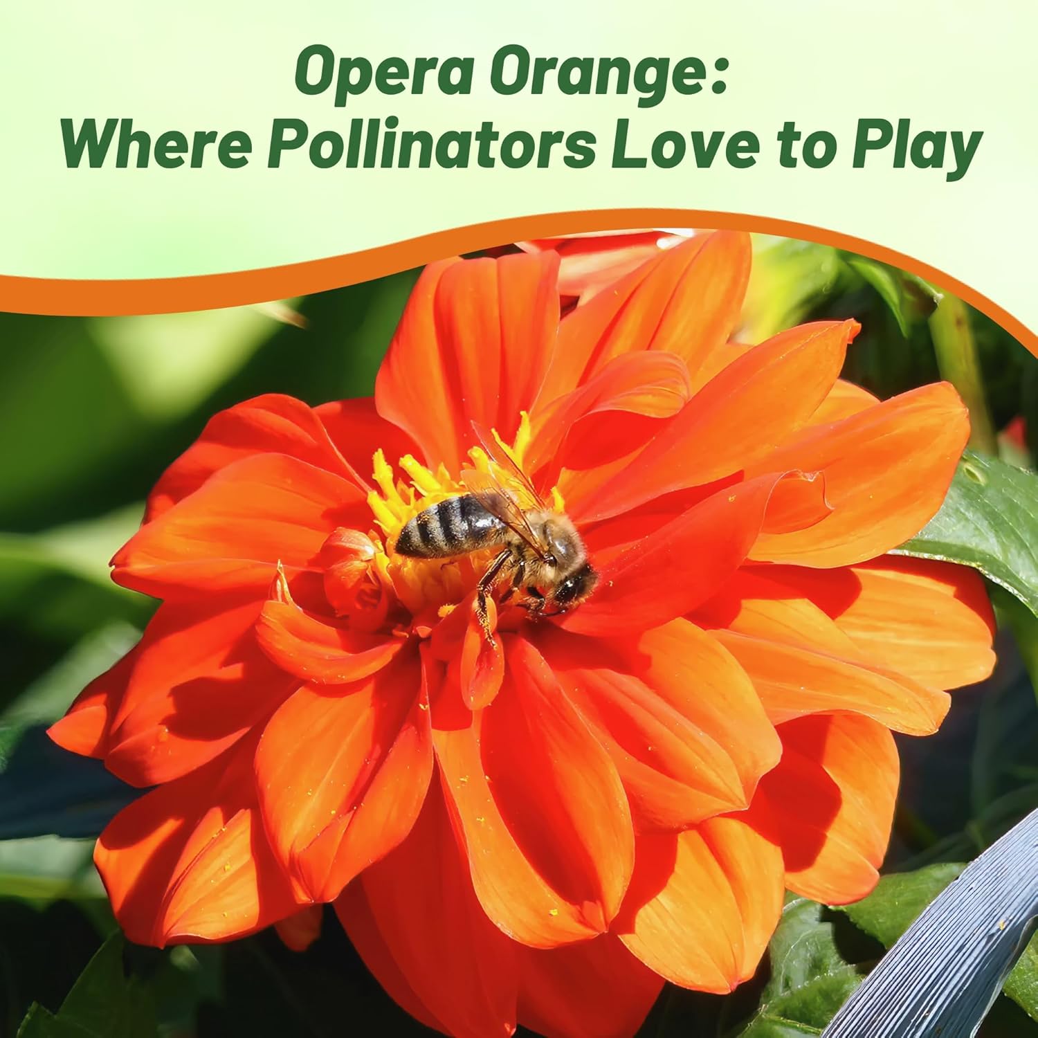 Dahlia Opera Orange Flower With Pollinating Bee