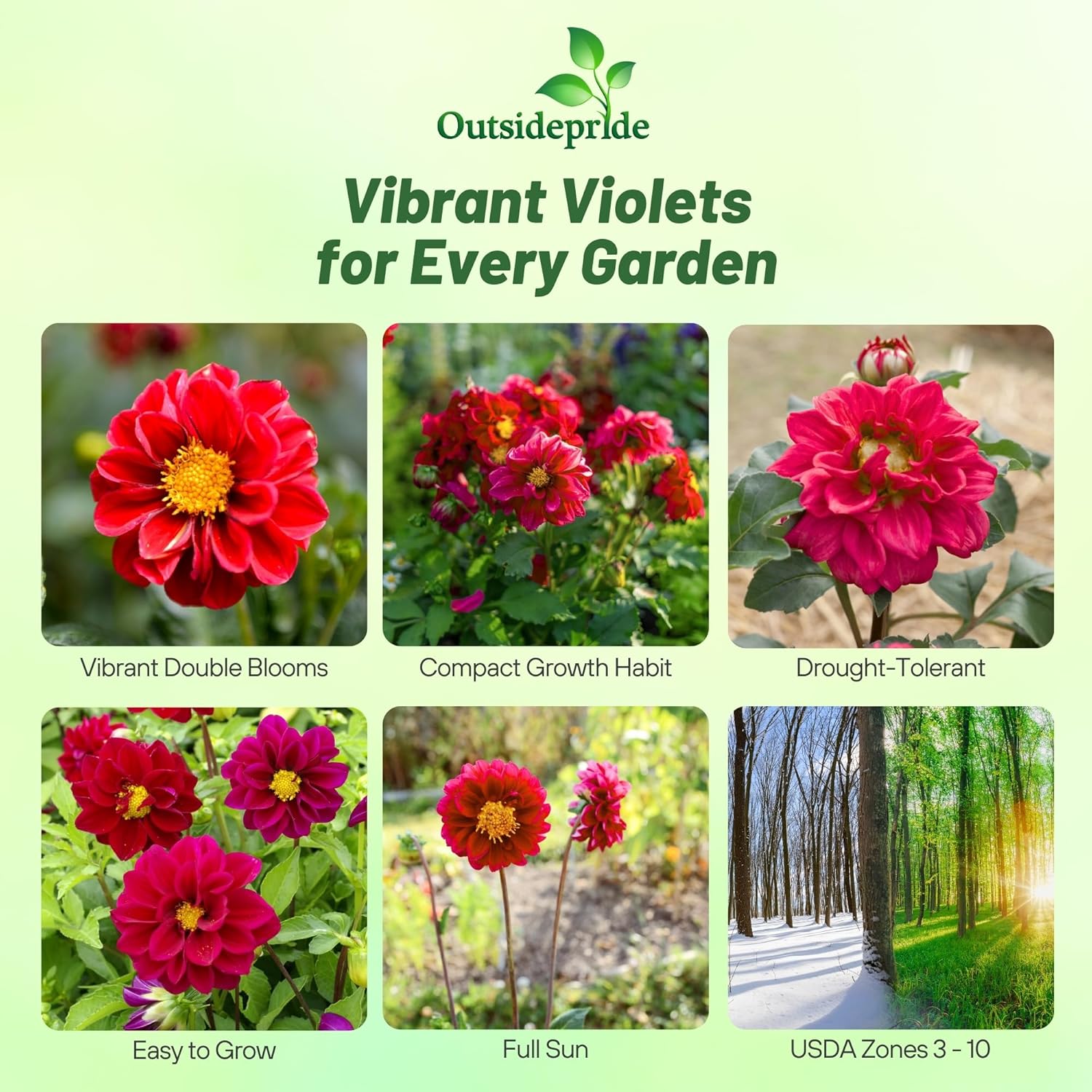 Dahlia Opera Violet Garden Flowers
