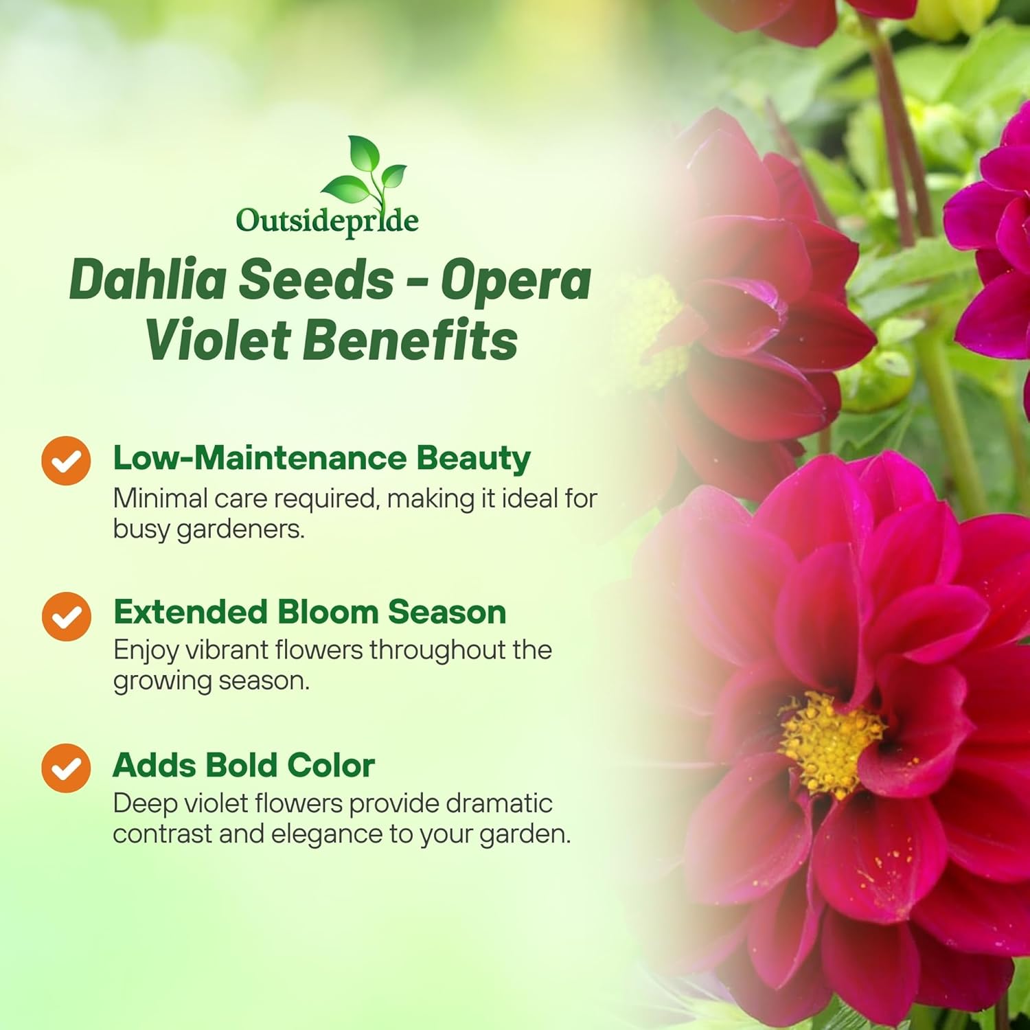 Dahlia Opera Violet Cut Flowers