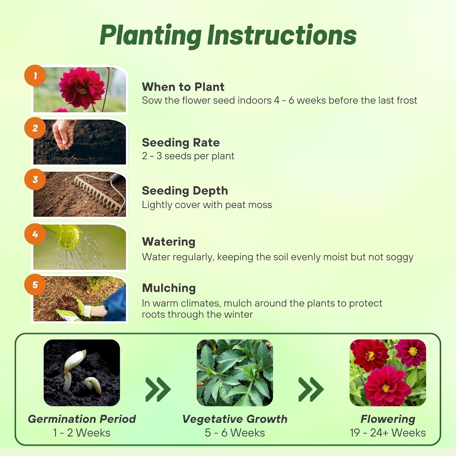 Dahlia Opera Violet Planting Directions