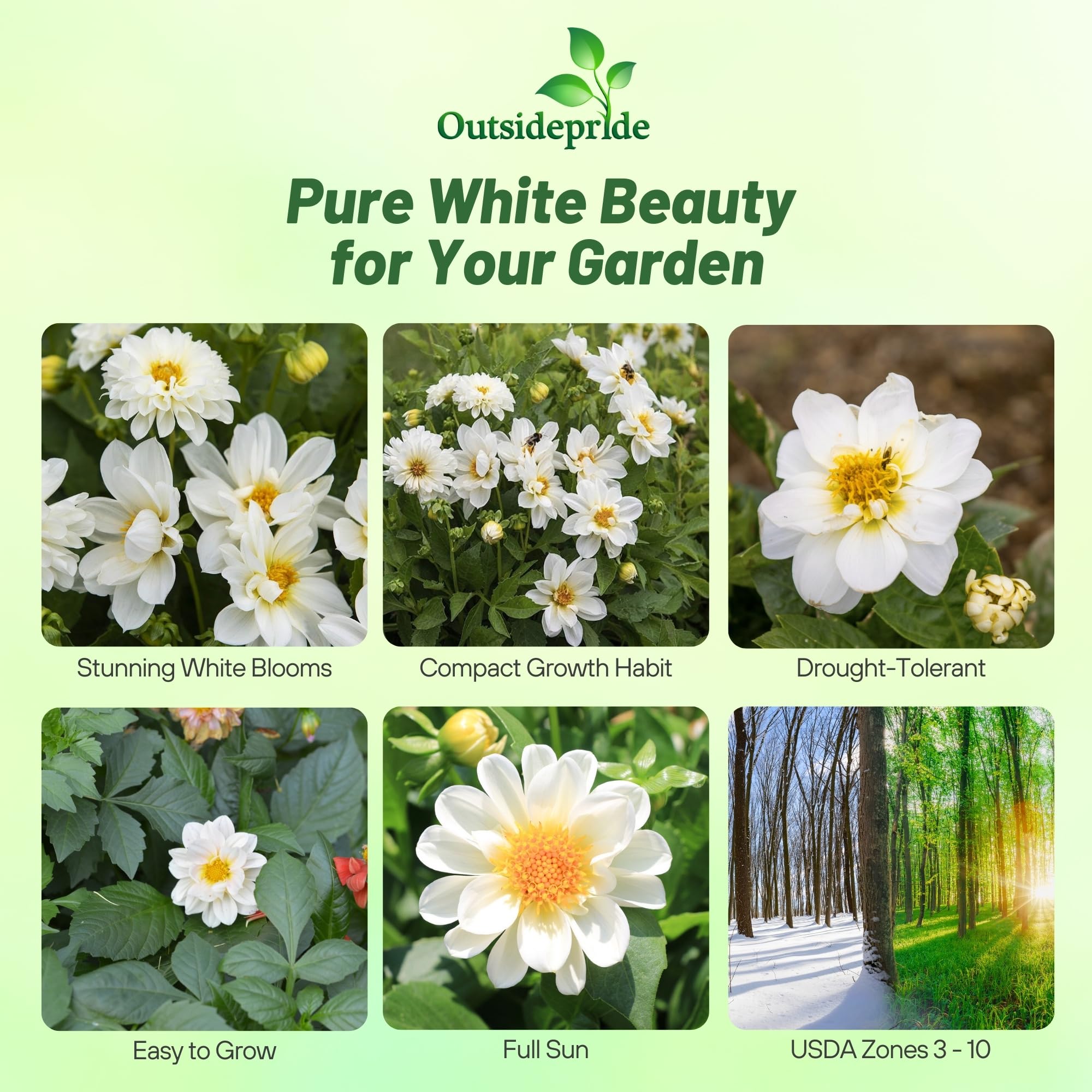 Dahlia Opera White Container Flowers