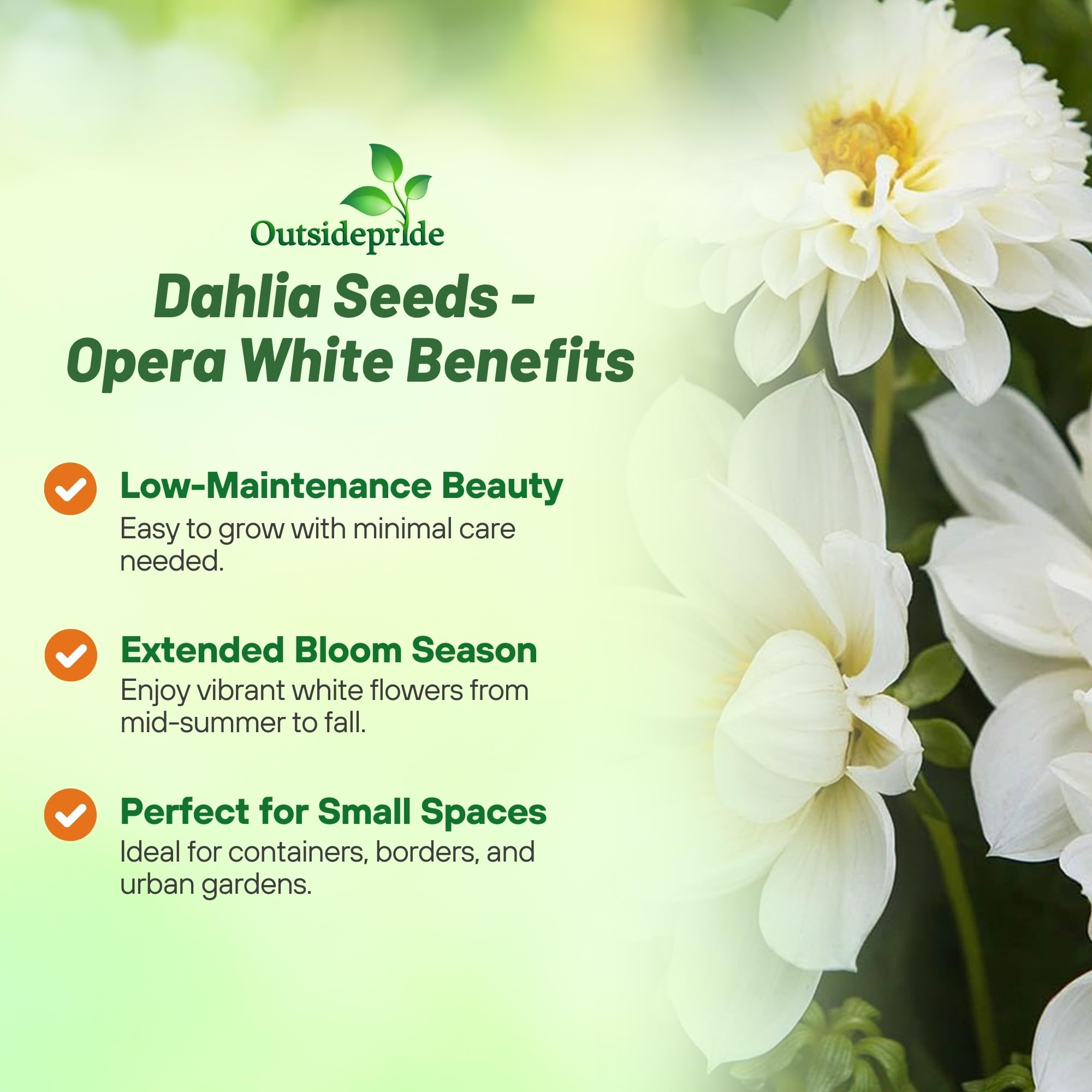 Dahlia Opera White Cut Flowers