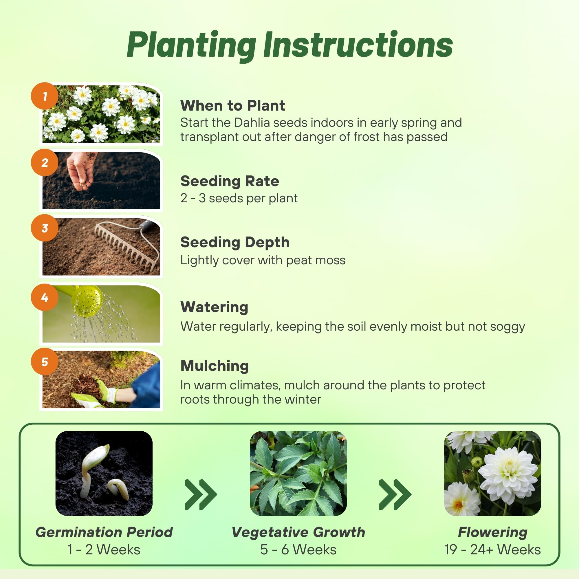 Dahlia Opera White Planting Directions