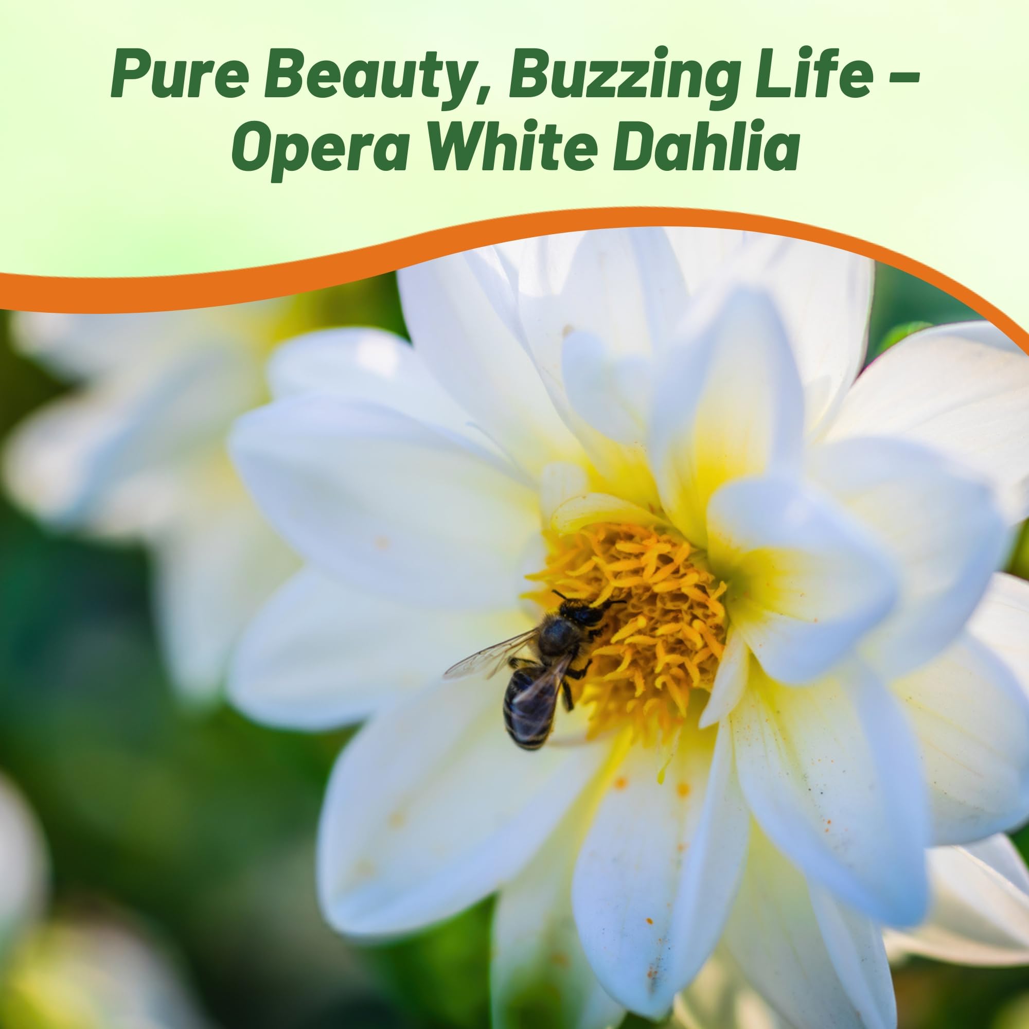 Dahlia Opera White Pollinator Flowers