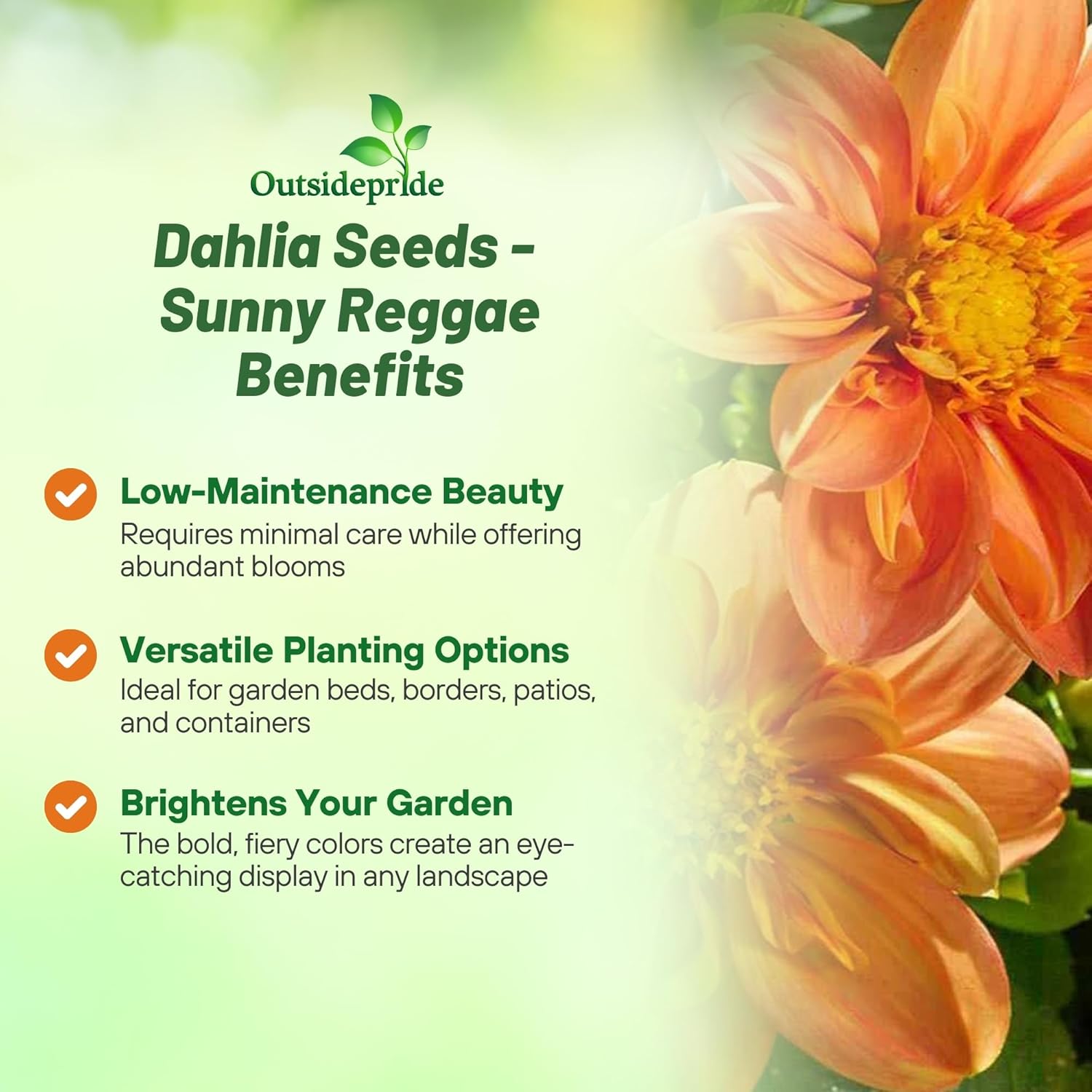 Dahlia Sunny Reggae Cut Flowers