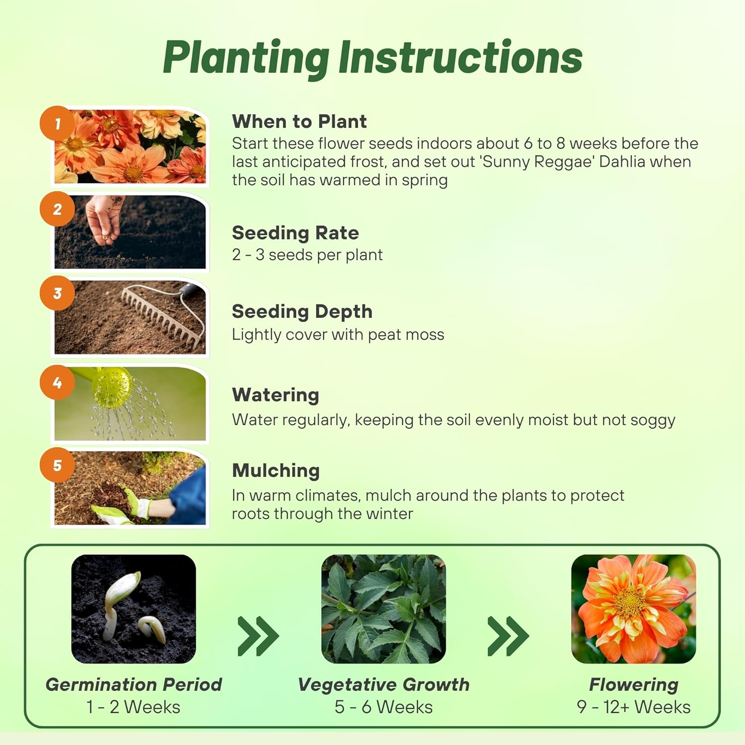 Dahlia Sunny Reggae Planting Directions