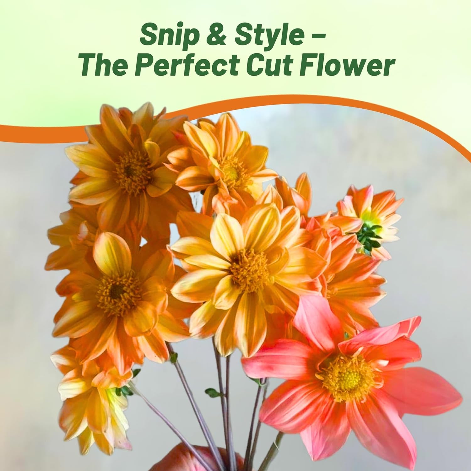 Dahlia Sunny Reggae Flowers
