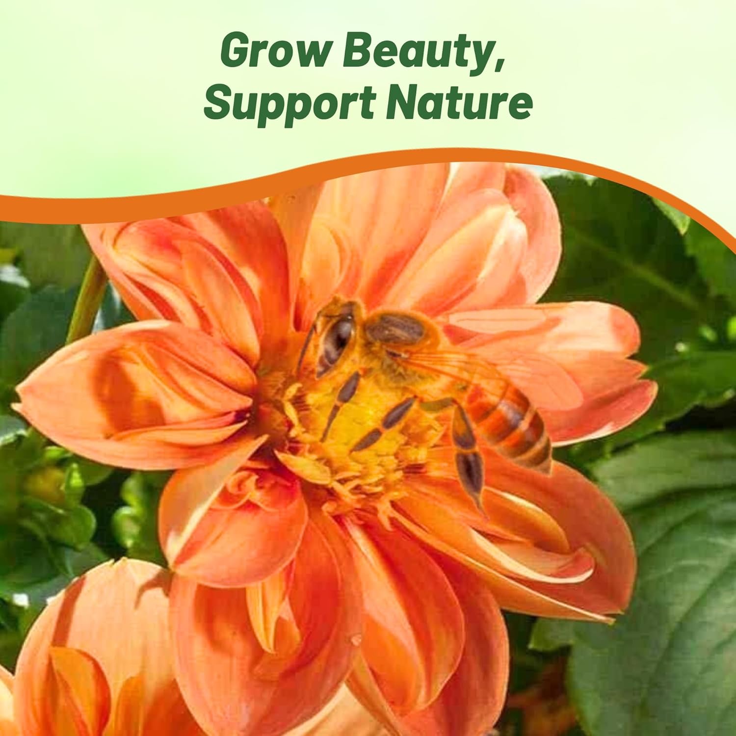 Dahlia Sunny Reggae Double Flowers