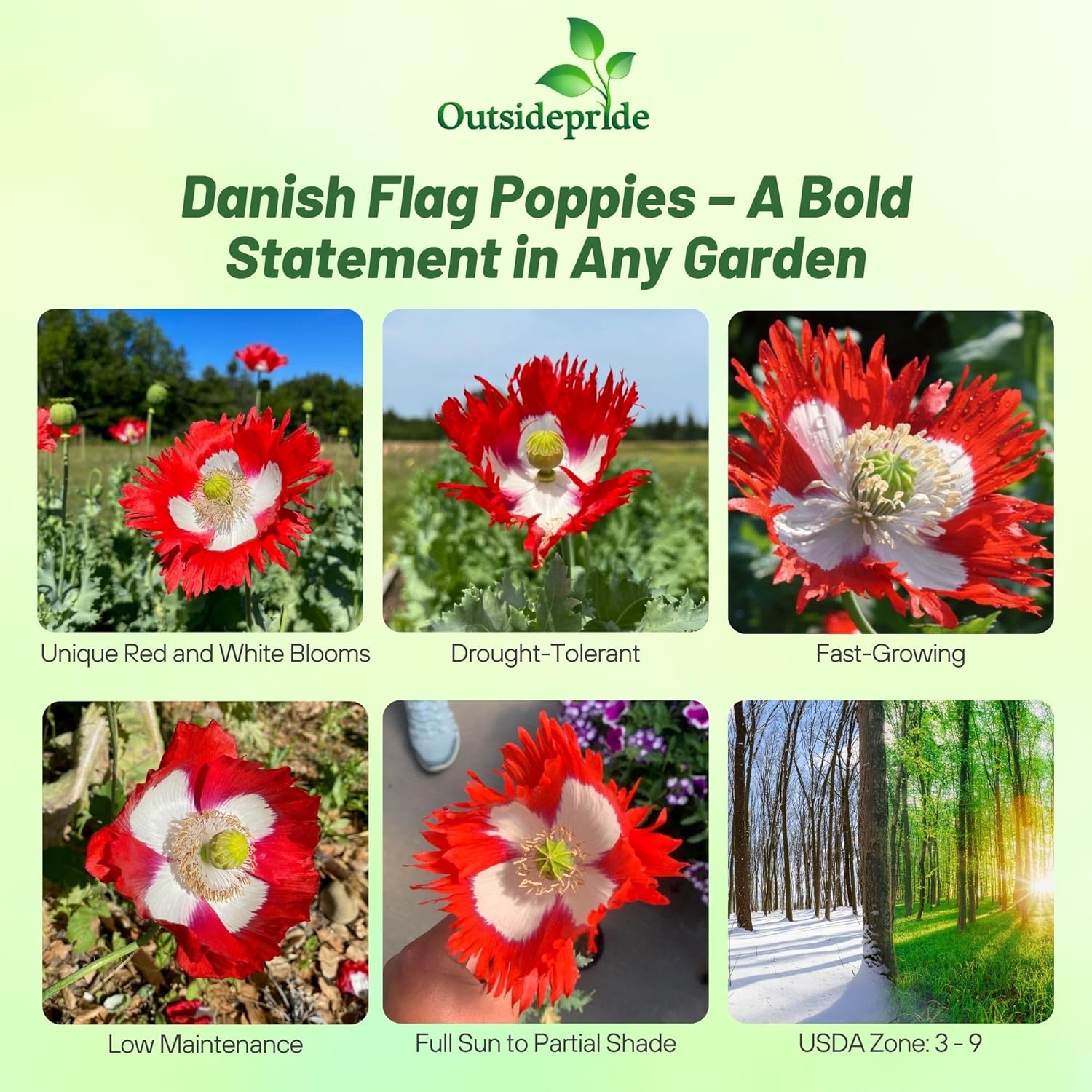 Papaver Poppy Danish Flag Cut Flower