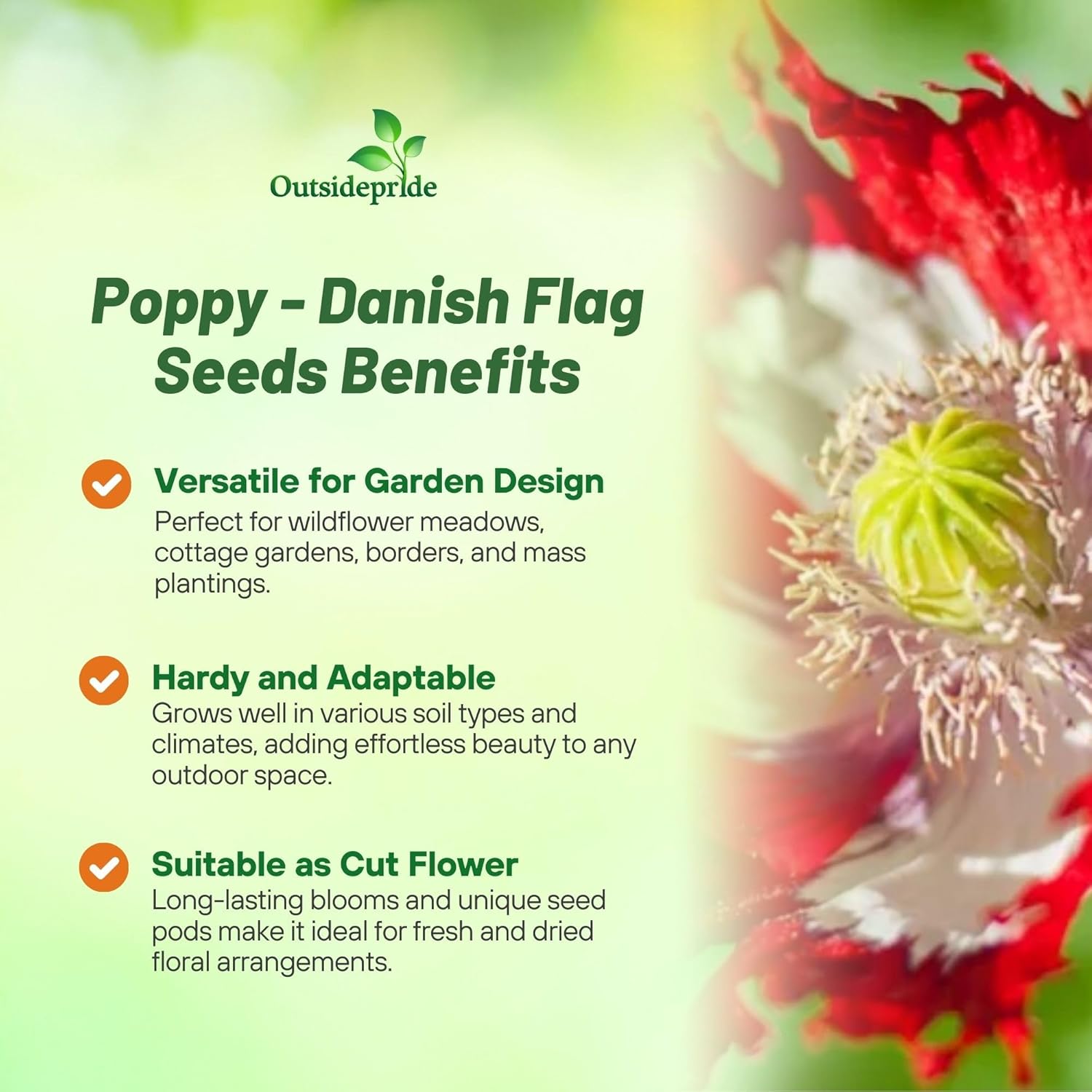 Papaver Somniferum Danish Flag