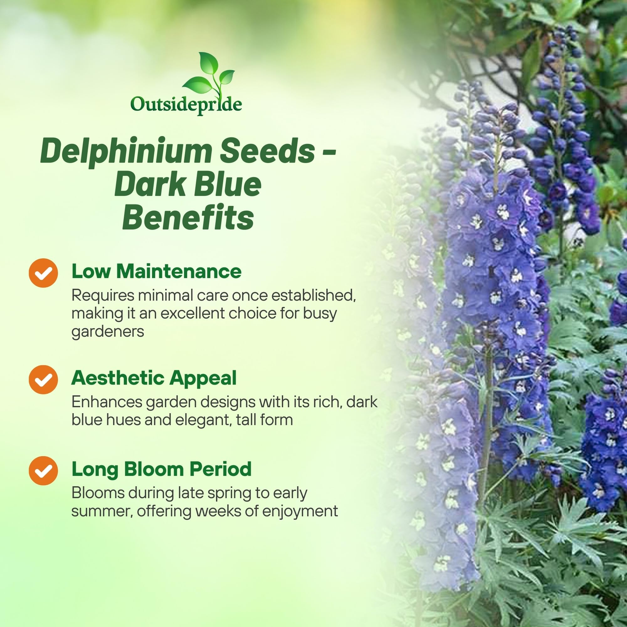 Delphinium Dark Blue White Bee For Planting