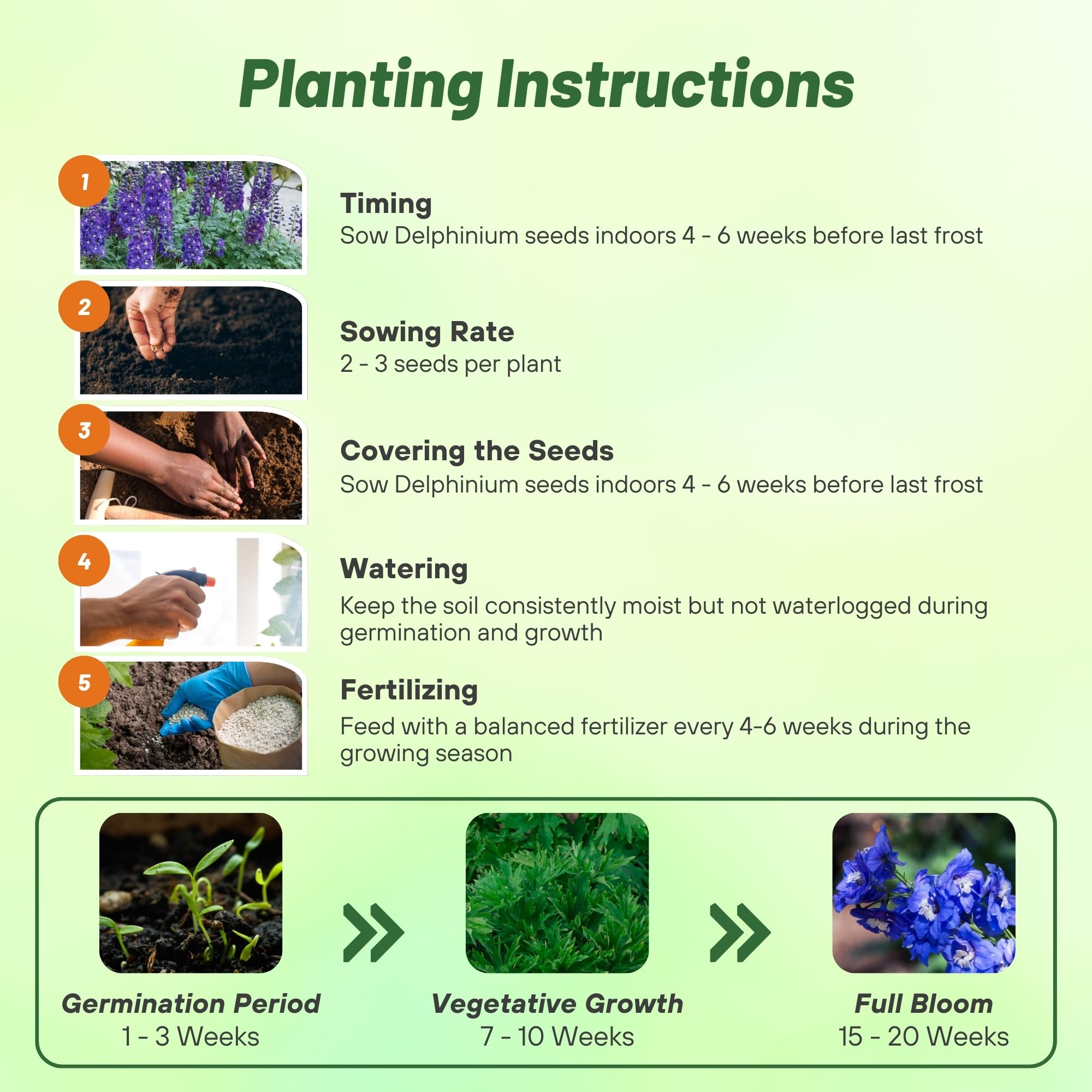 Delphinium Dark Blue White Bee Planting Directions
