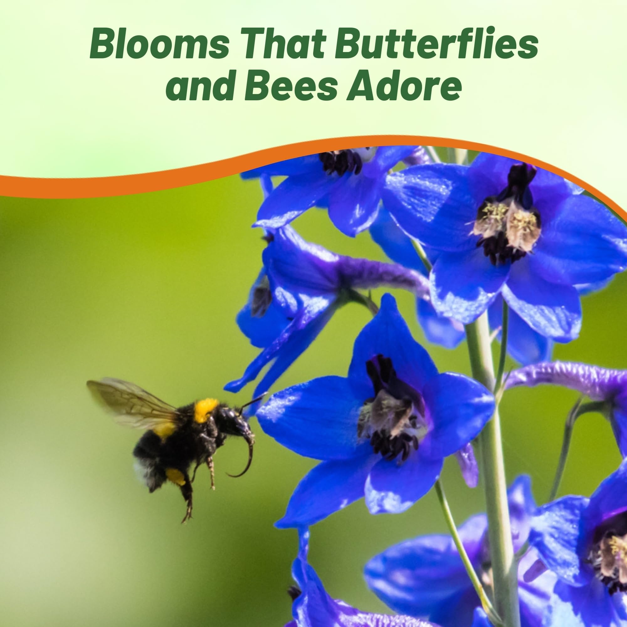Delphinium Magic Fountains Dark Blue White Bee Polllinator