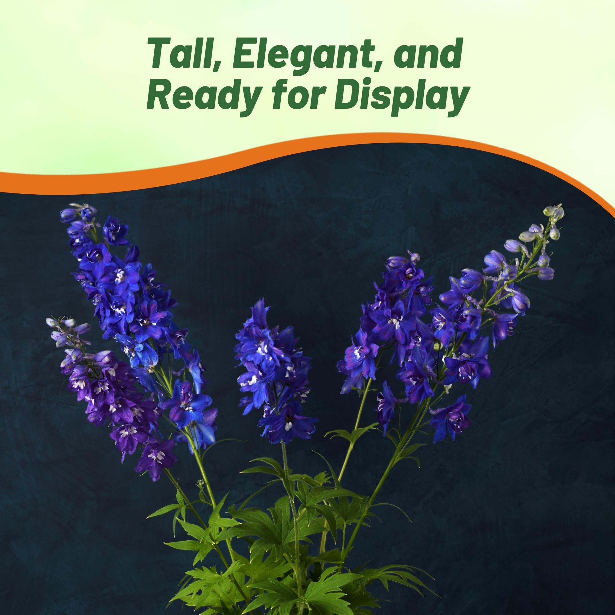 Tall Delphinium Magic Fountains Dark Blue White Bee