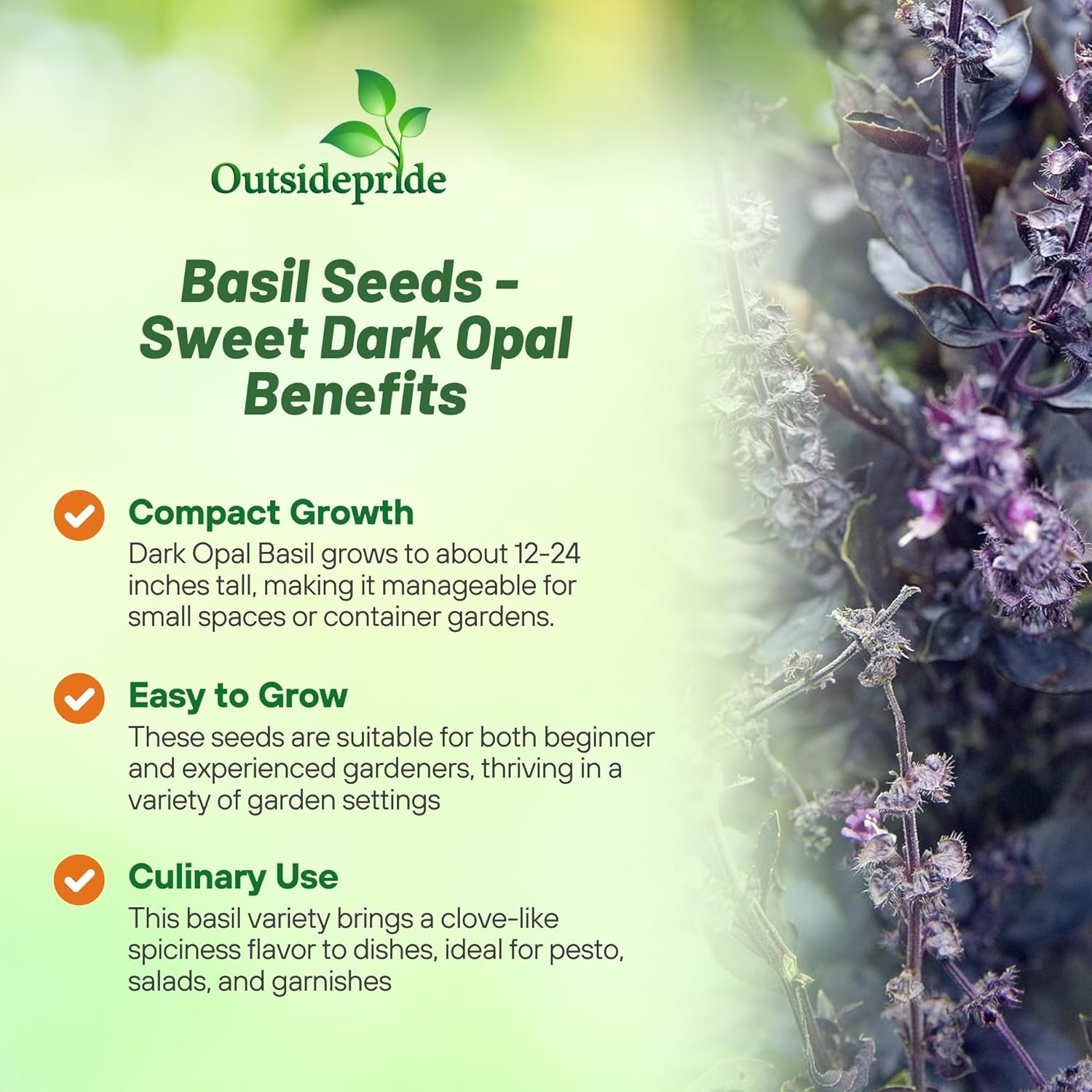 Purple Basil Dark Opal Herb Seeds
