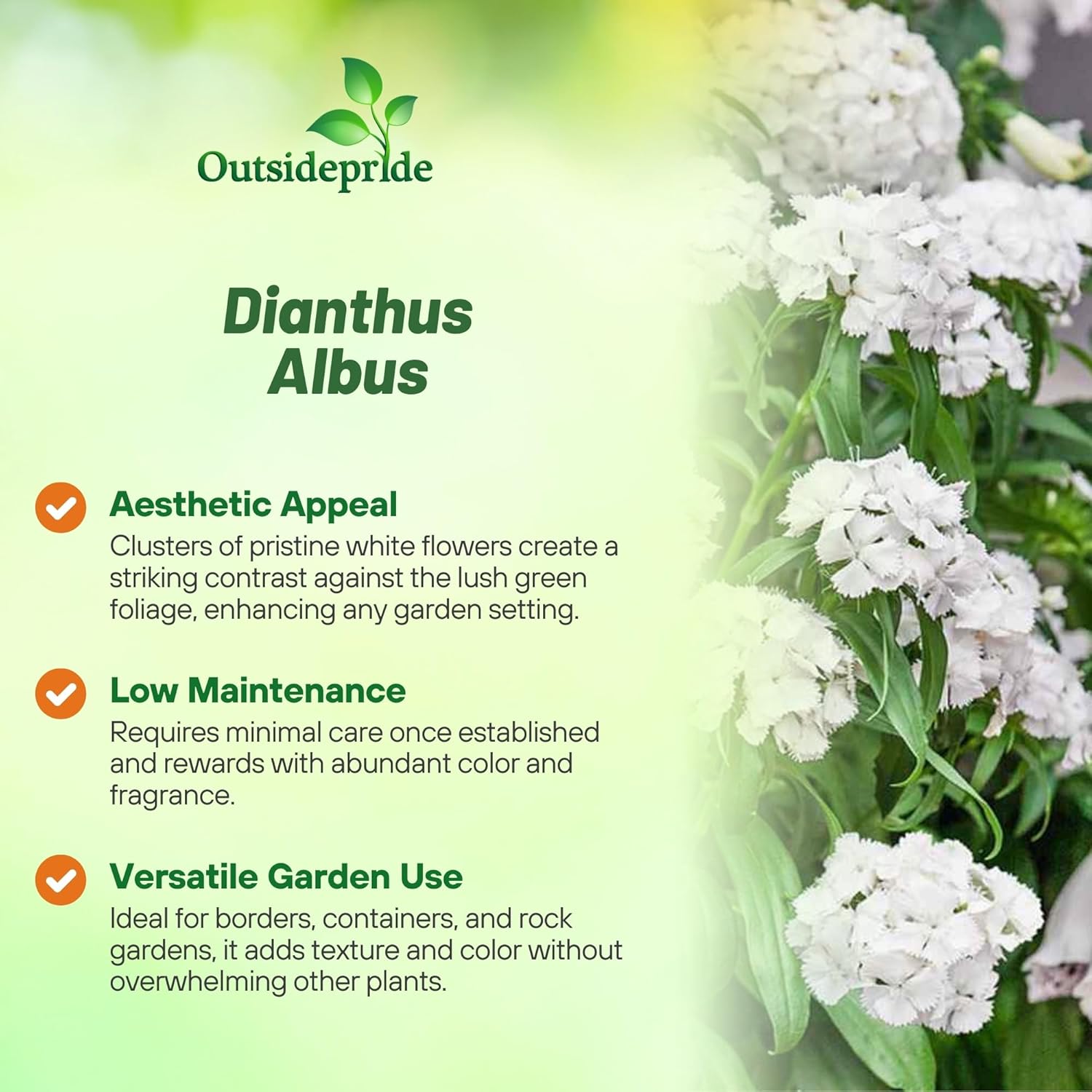 Dianthus Albus Flower Garden