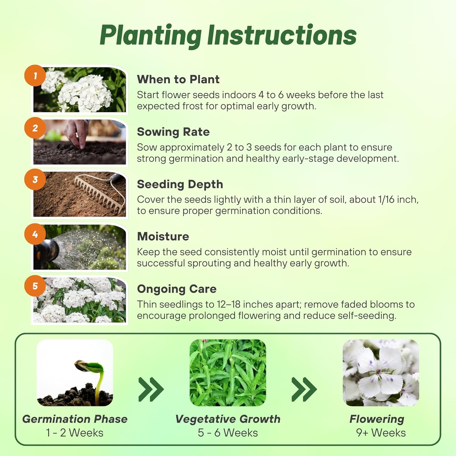 Dianthus Albus Flower Planting Directions