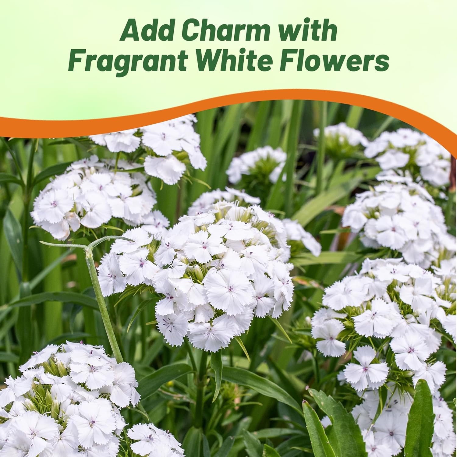 Dianthus White Sweet William Flowers