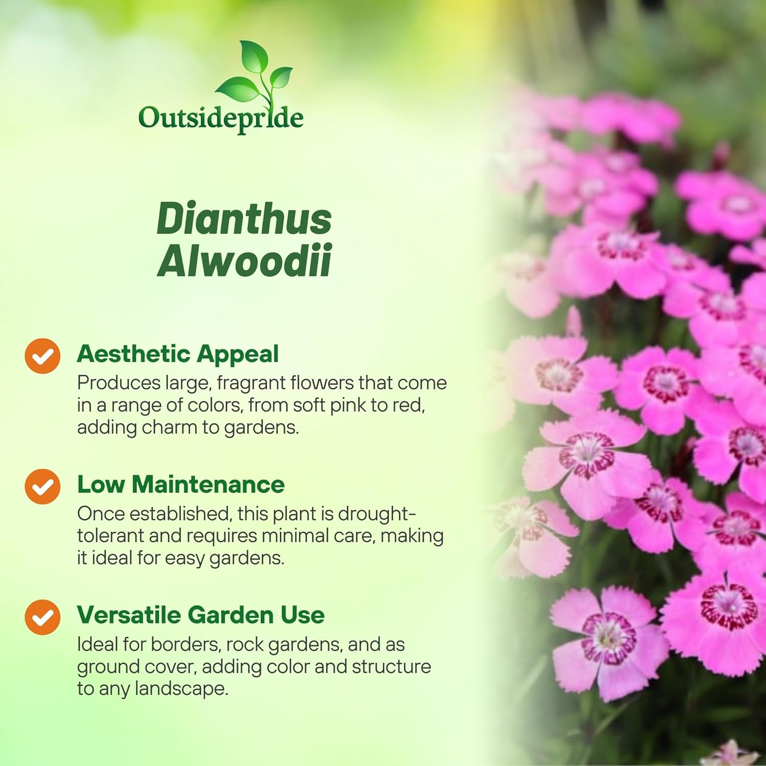 Dianthus Alwoodii Alpinus Flowers