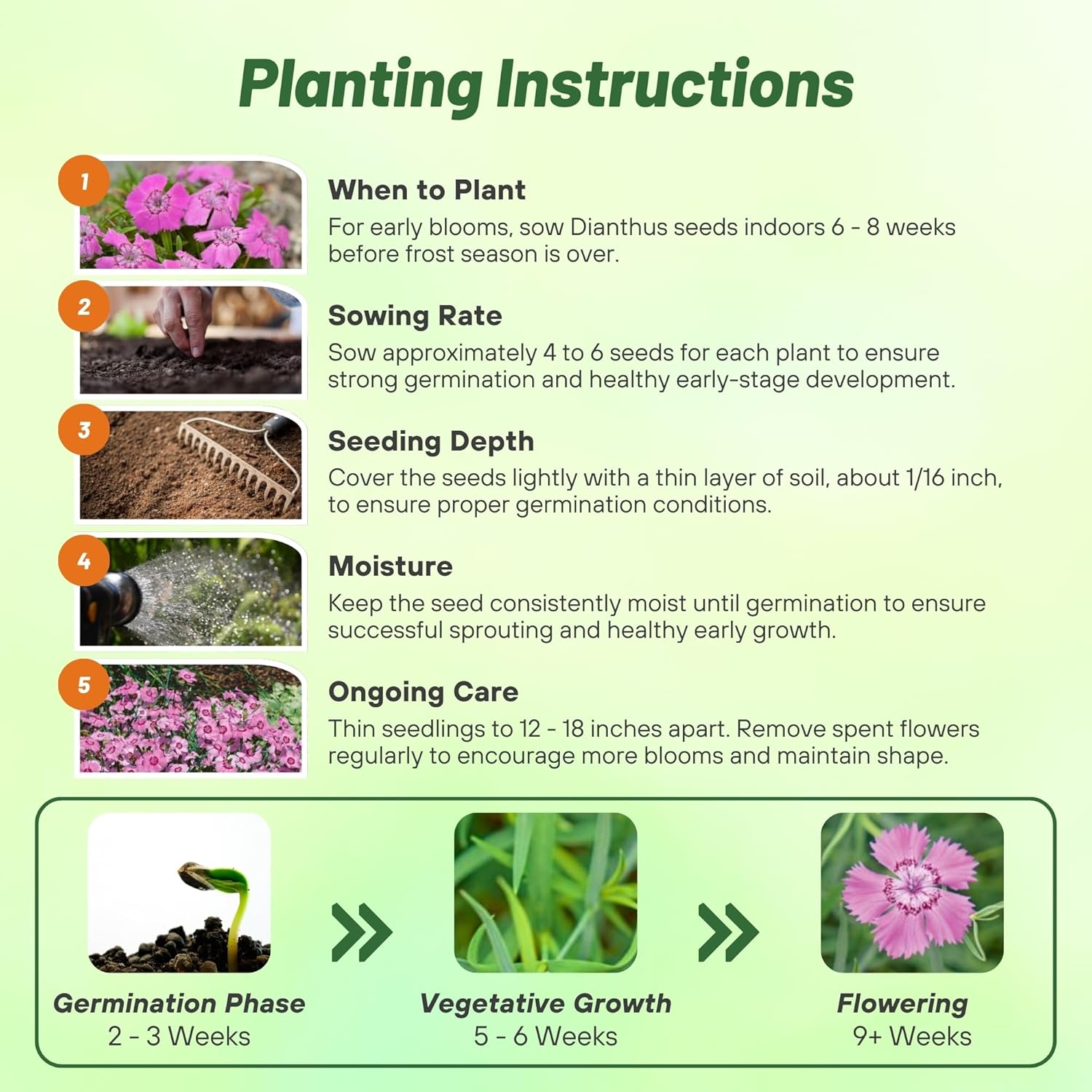 Dianthus Alwoodii Seed Planting Directions