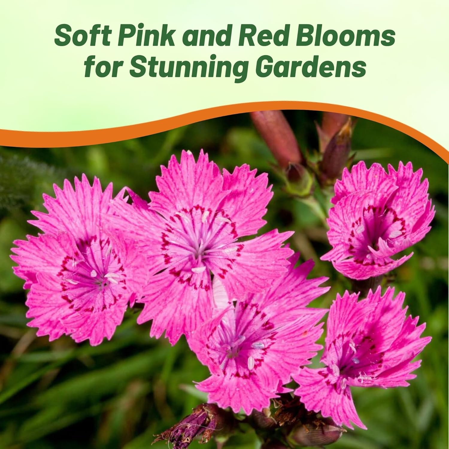 Dianthus Alwood Pink Mounding Flowers