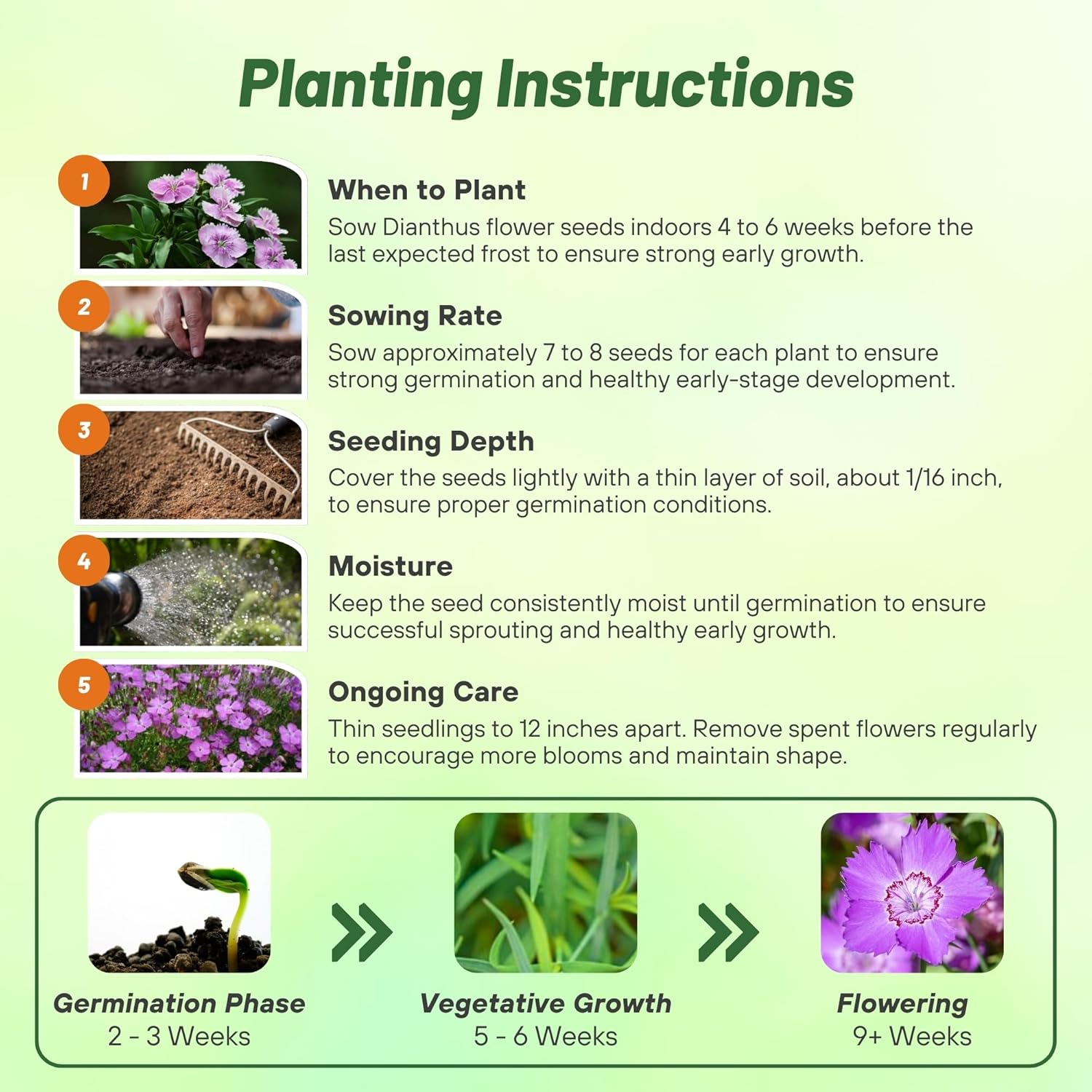 Dianthus Amurensis Planting Directions