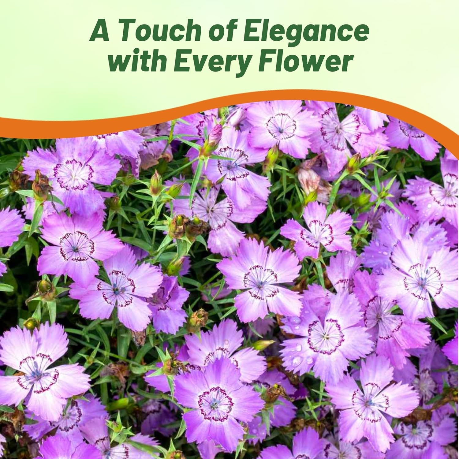 Perennial Dianthus Amur Flowers
