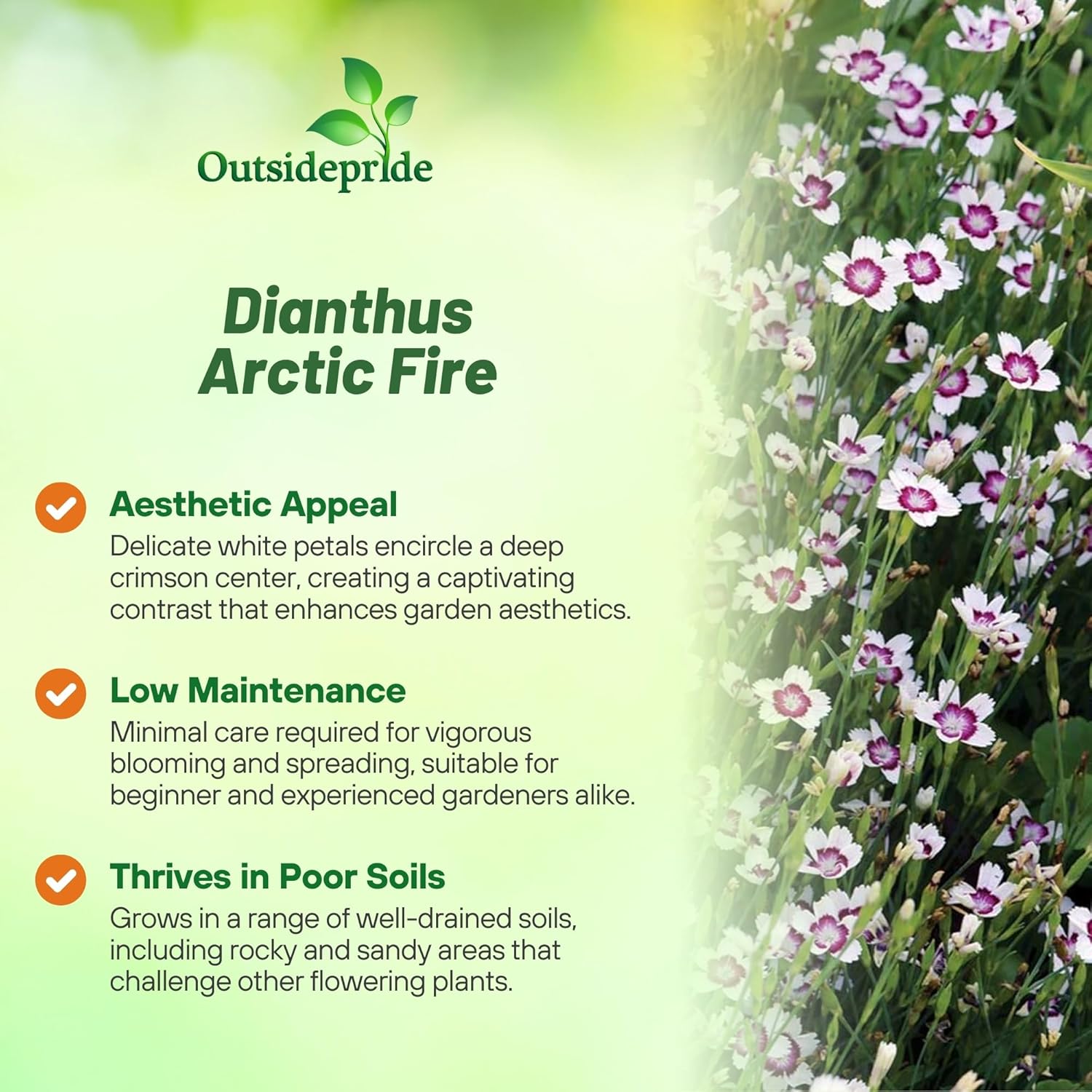Dianthus Arctic Fire Ground Cover