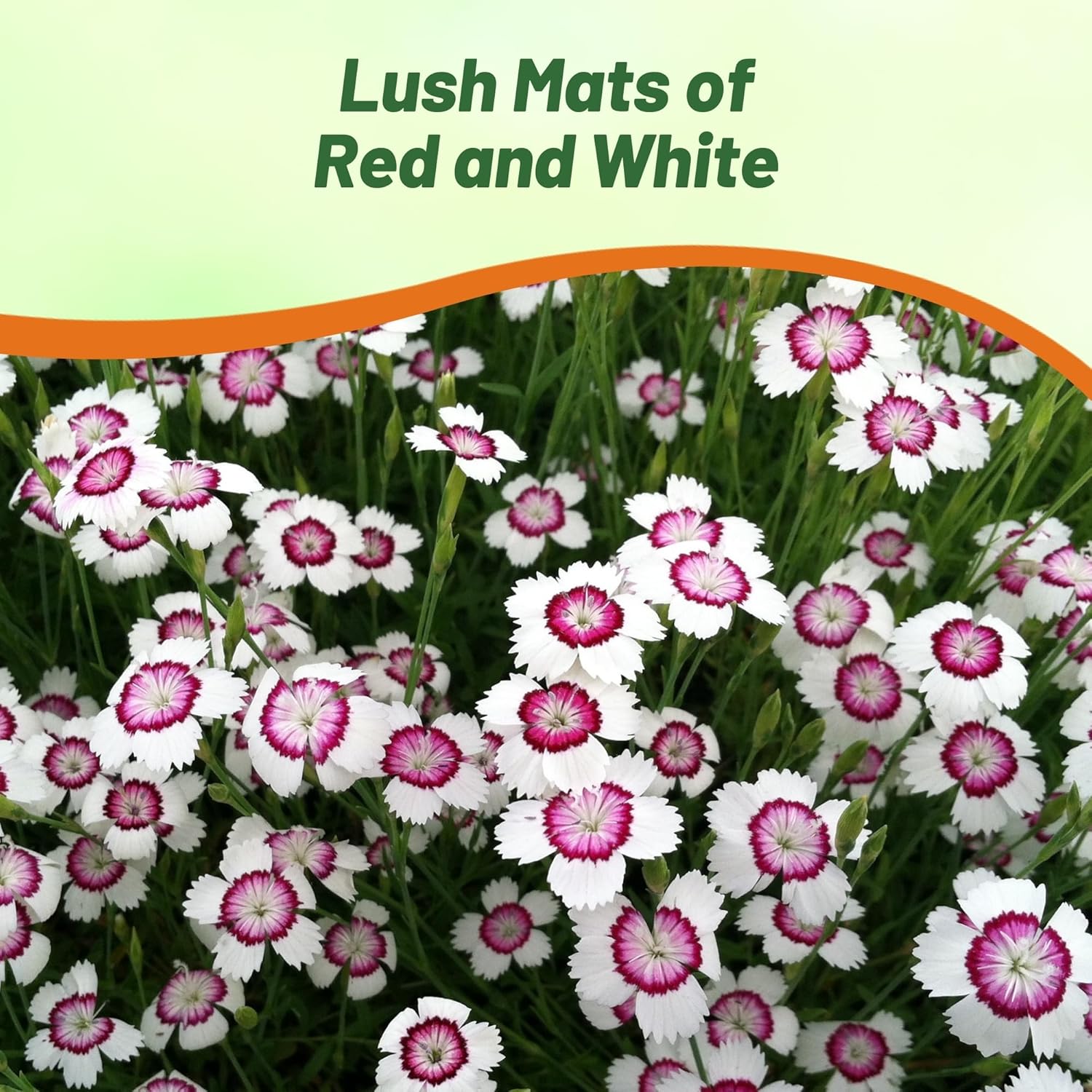 Dianthus Arctic Fire Ground Cover Plants