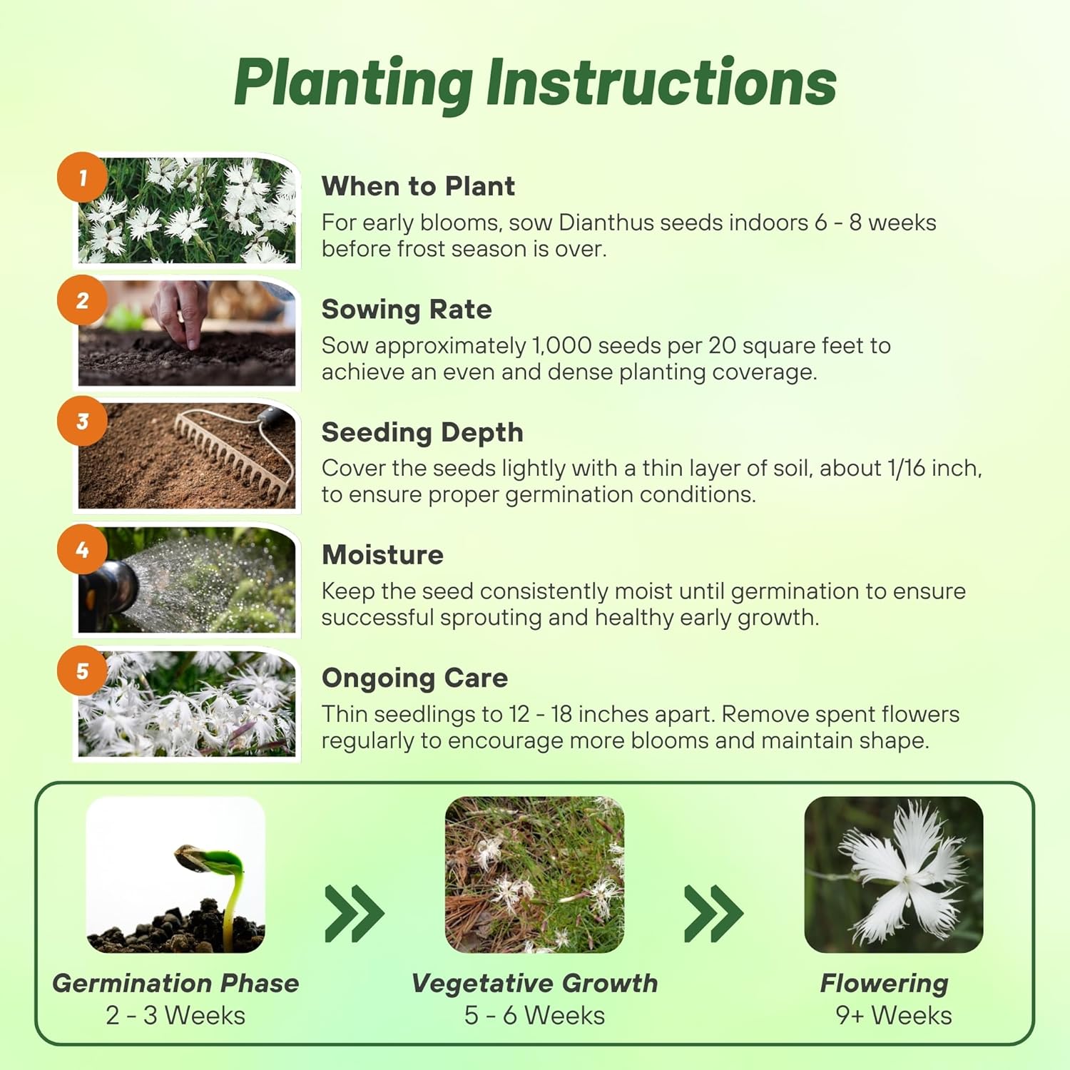 Dianthus Arenarius White Planting Directions