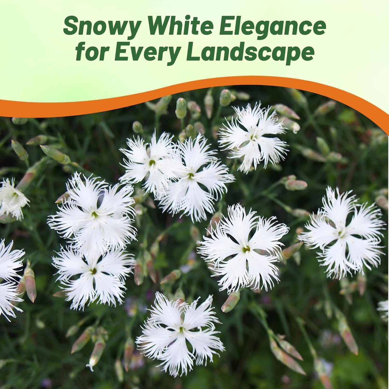 Compact Dianthus Arenarius White Ground Cover