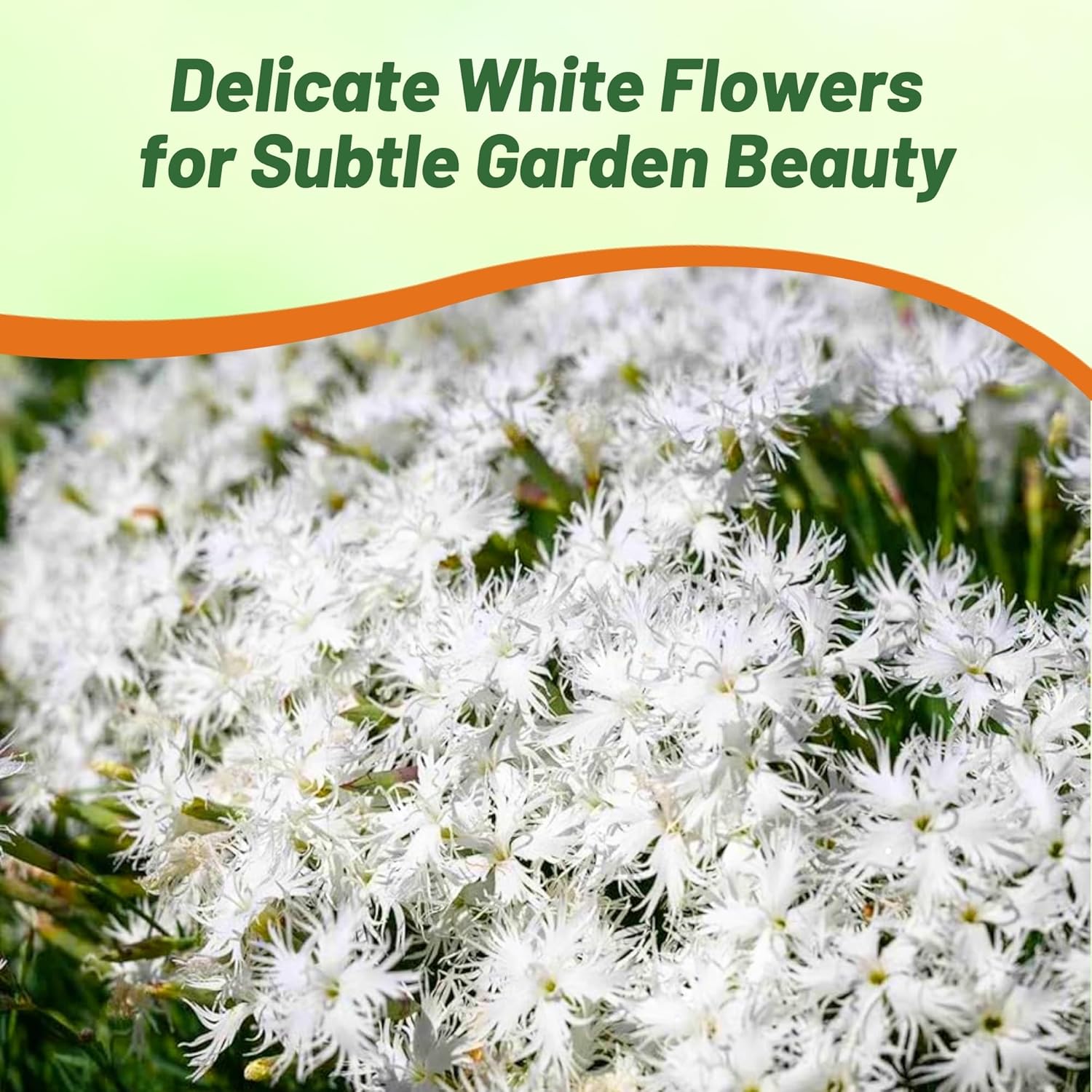 Low Growing Dianthus Arenarius White Flowers