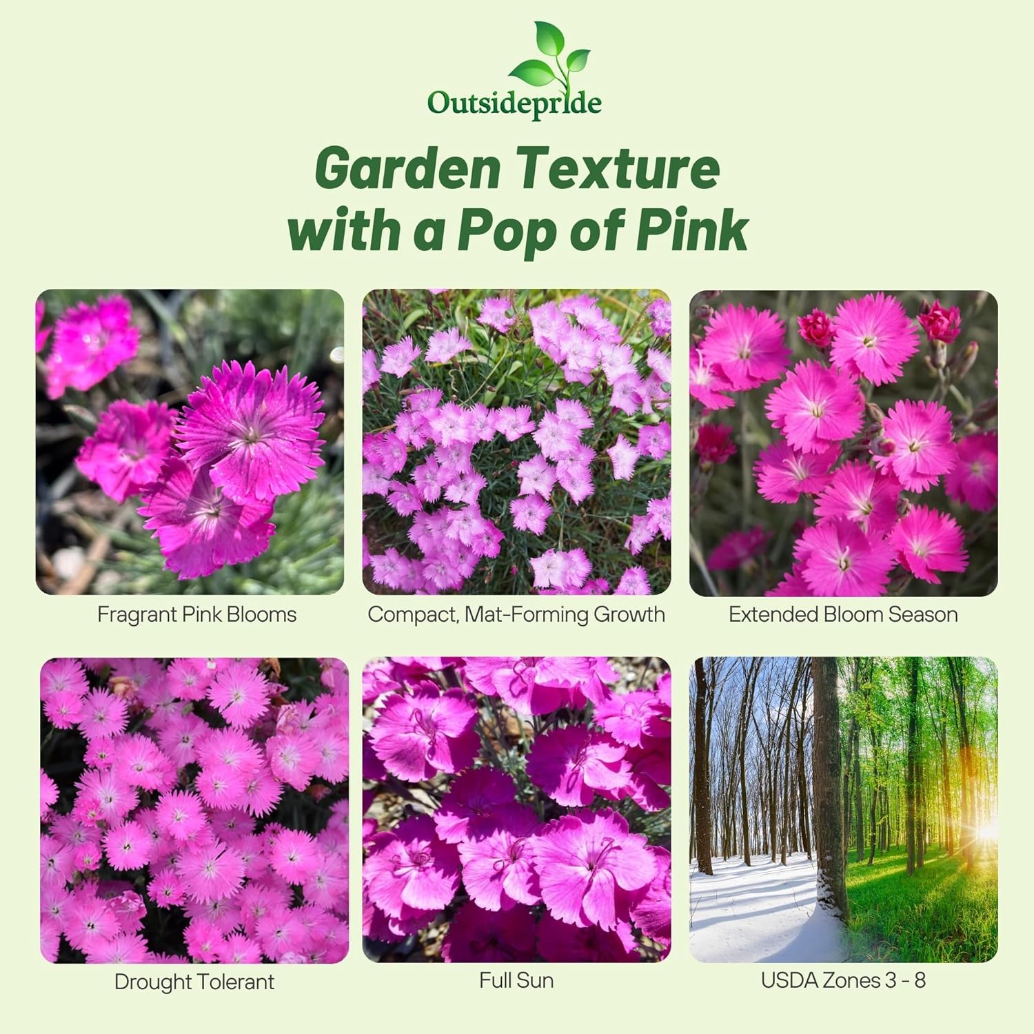 Dianthus Cheddar Pink Garden Flowers