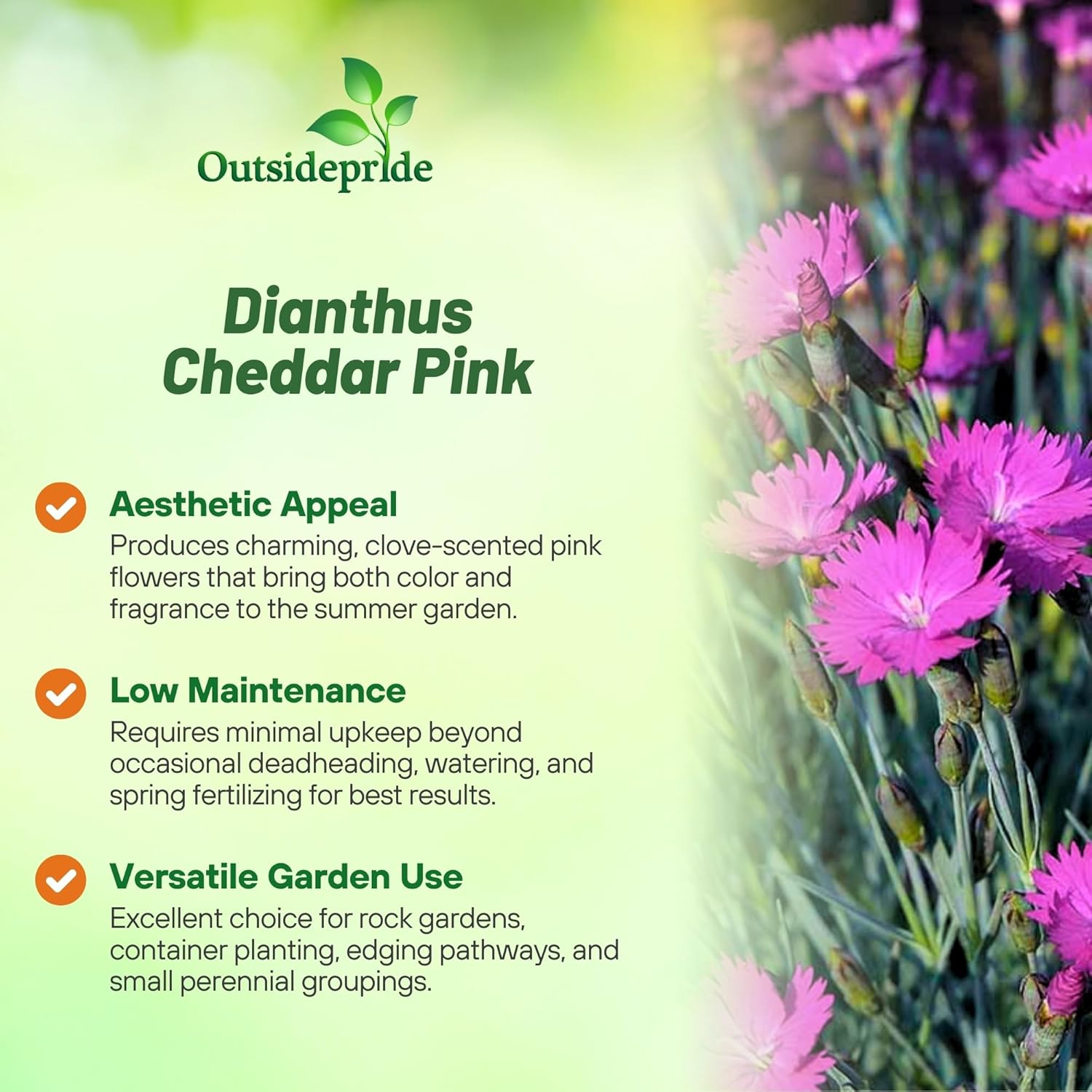 Fragrant Dianthus Cheddar Pink
