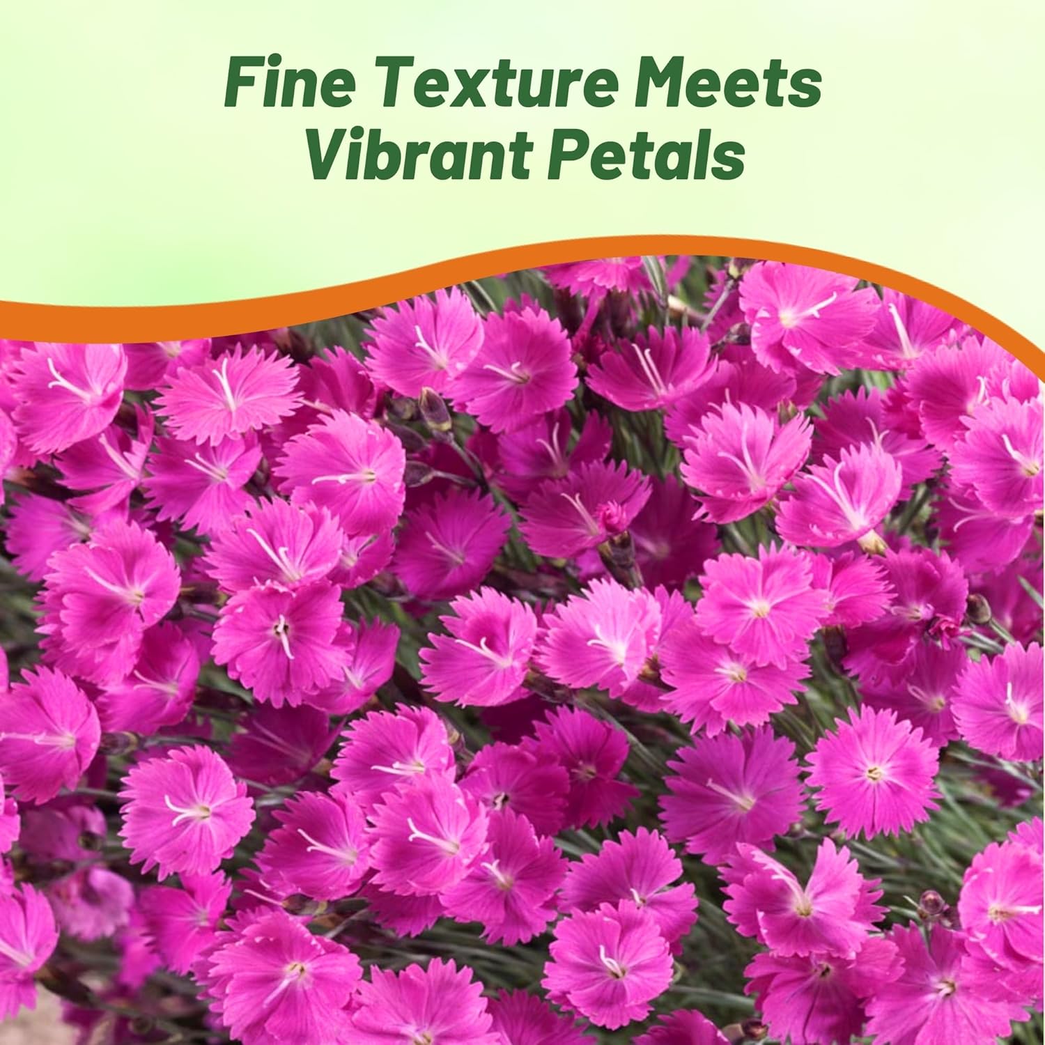 Dianthus Cheddar Pink Ground Cover