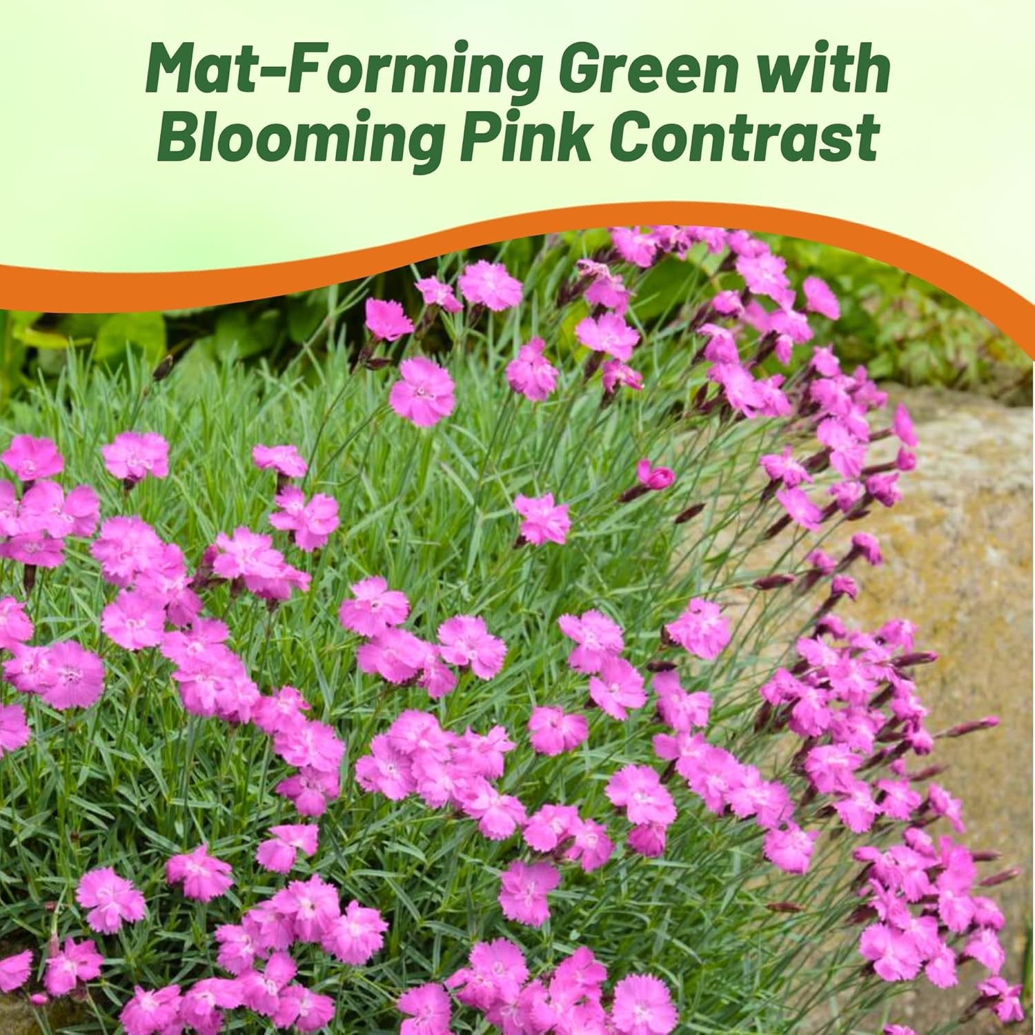 Dianthus Cheddar Pink Spreading Ground Cover