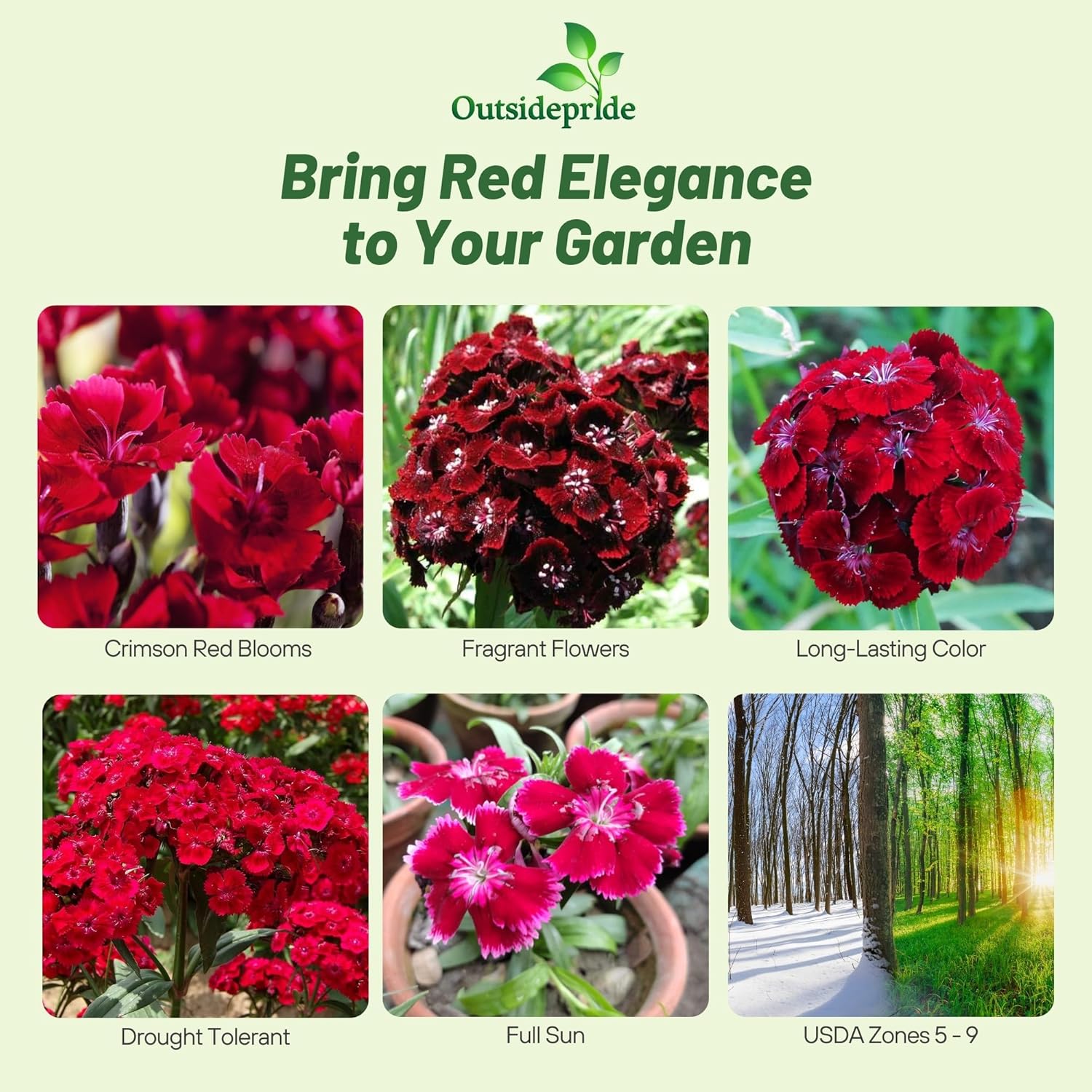 Dianthus Dunetti Flower Garden