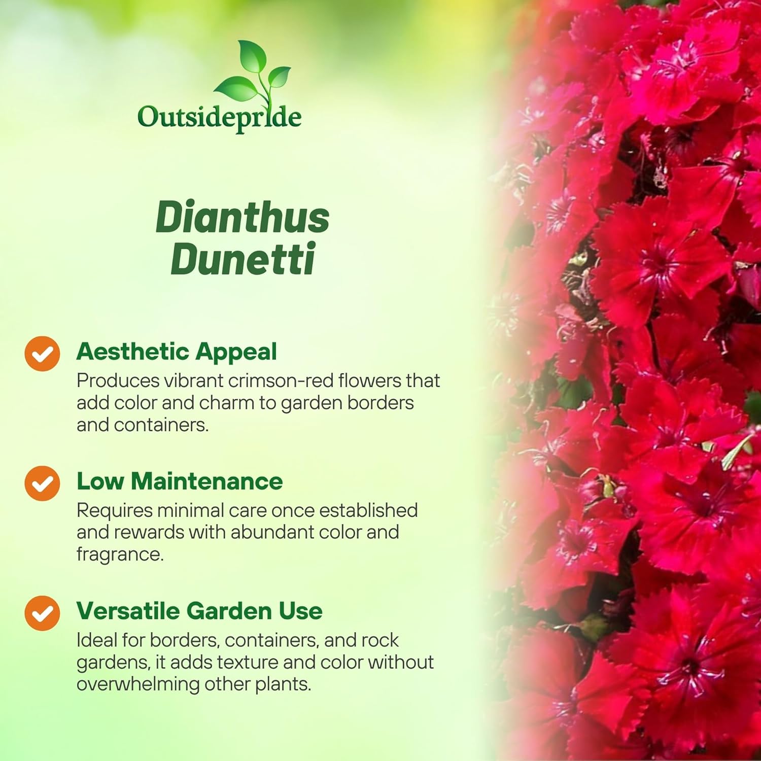 Dianthus Barbatus Dunetti Red Flowers