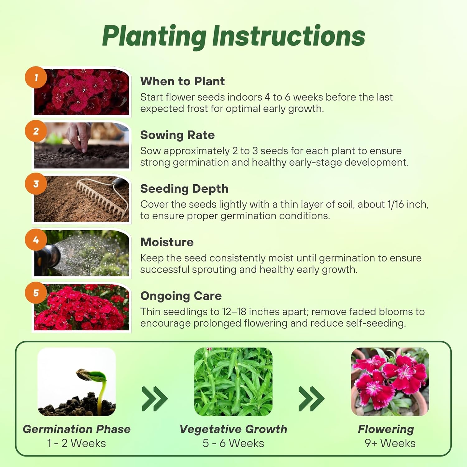 Dianthus Dunetti Planting Directions
