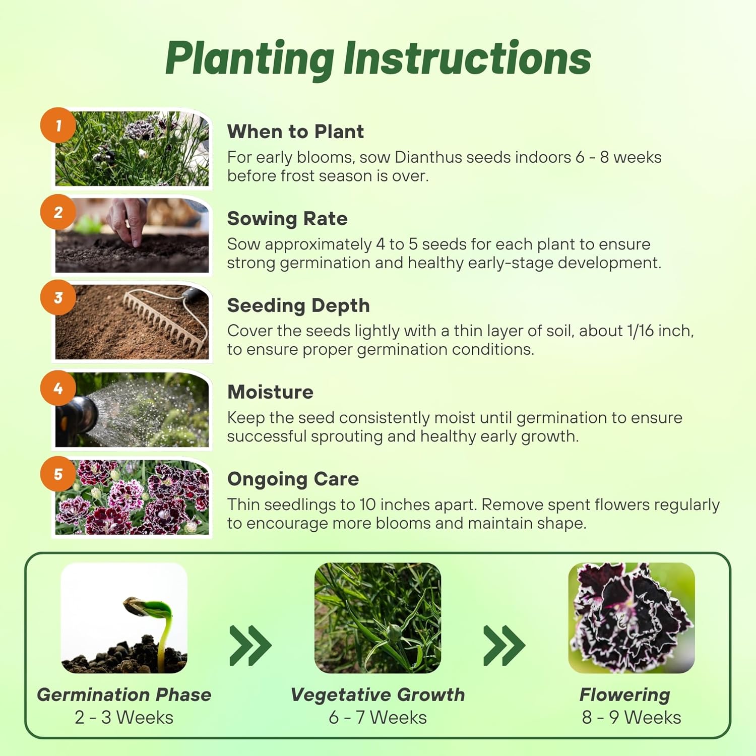 Dianthus Heddewigii Planting Directions