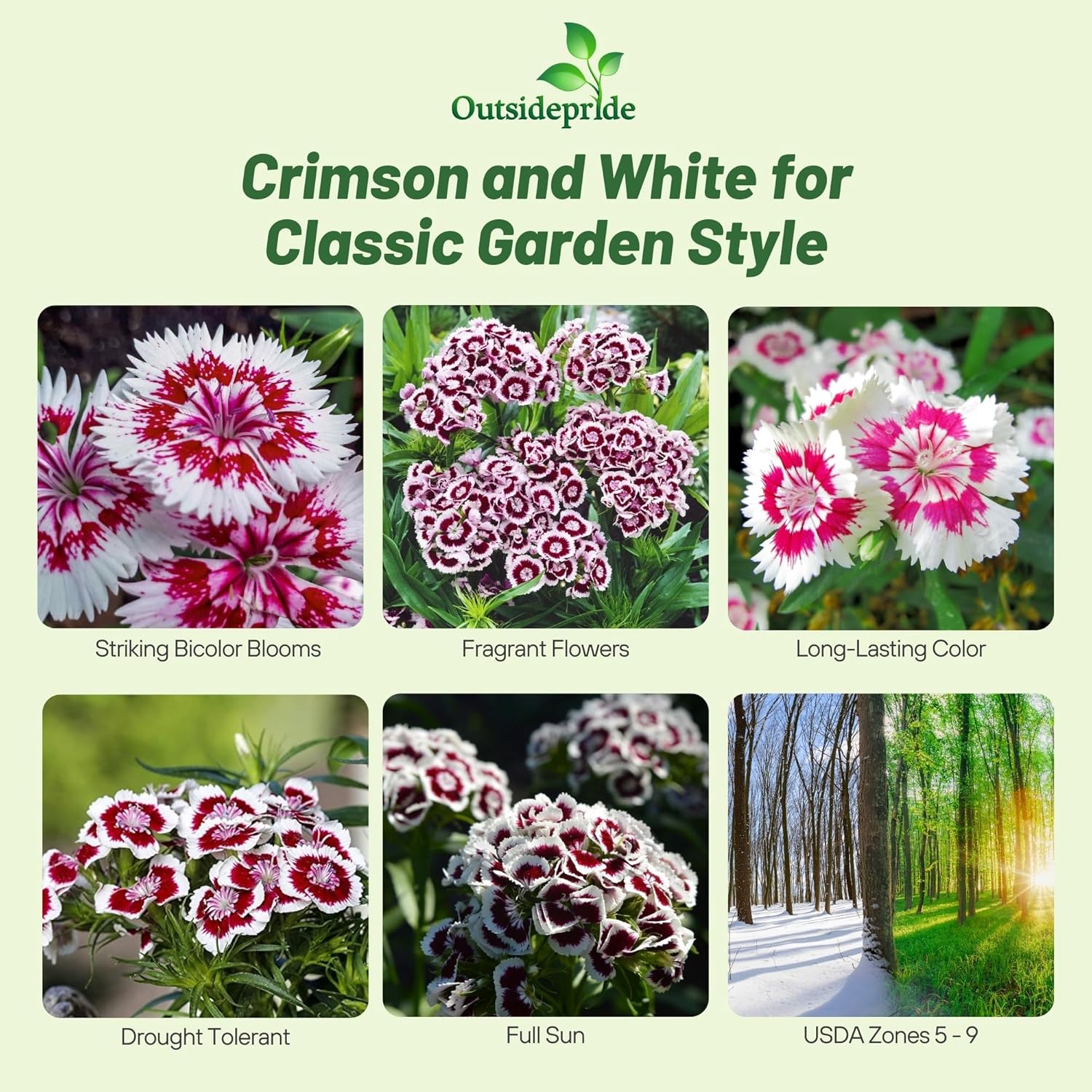 Dianthus Holborn Glory Flower Garden