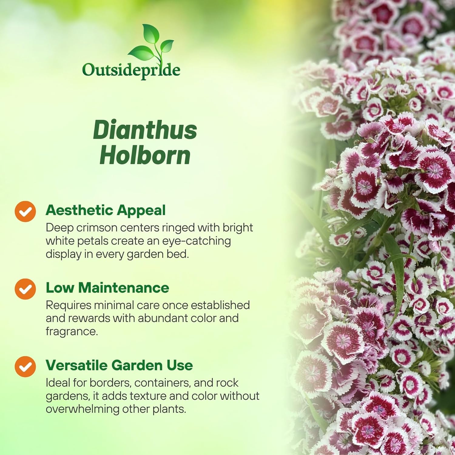 Dianthus Holborn Glory Flowers
