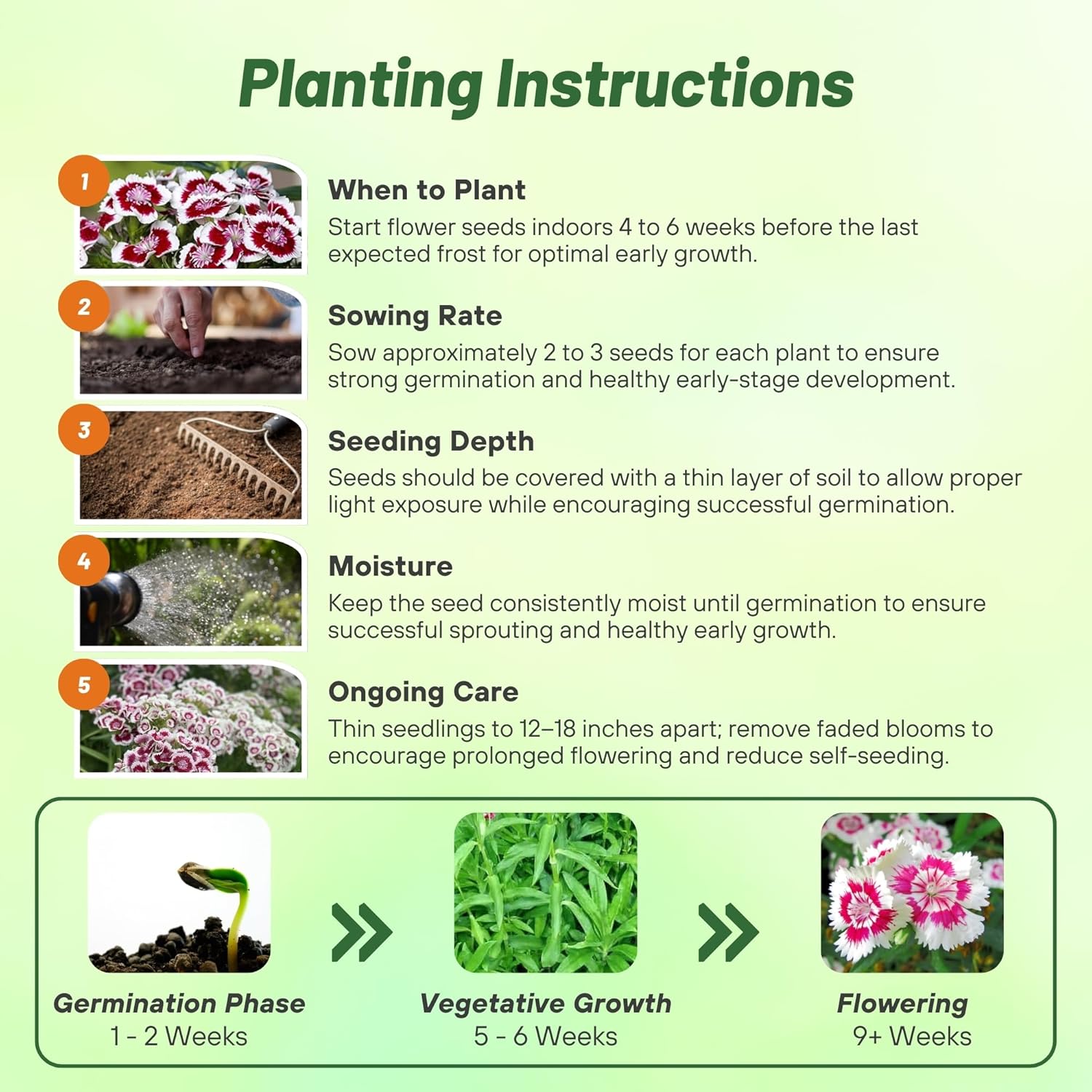 Dianthus Barbatus Holborn Glory Planting Directions
