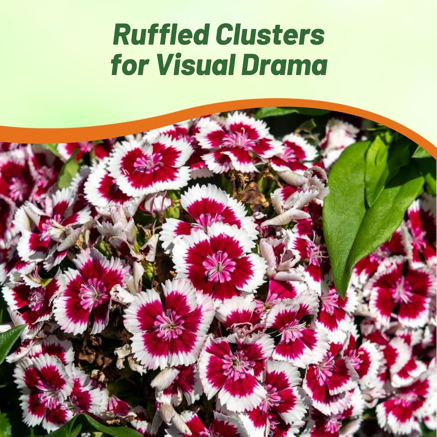 Dianthus Holborn Glory Sweet William