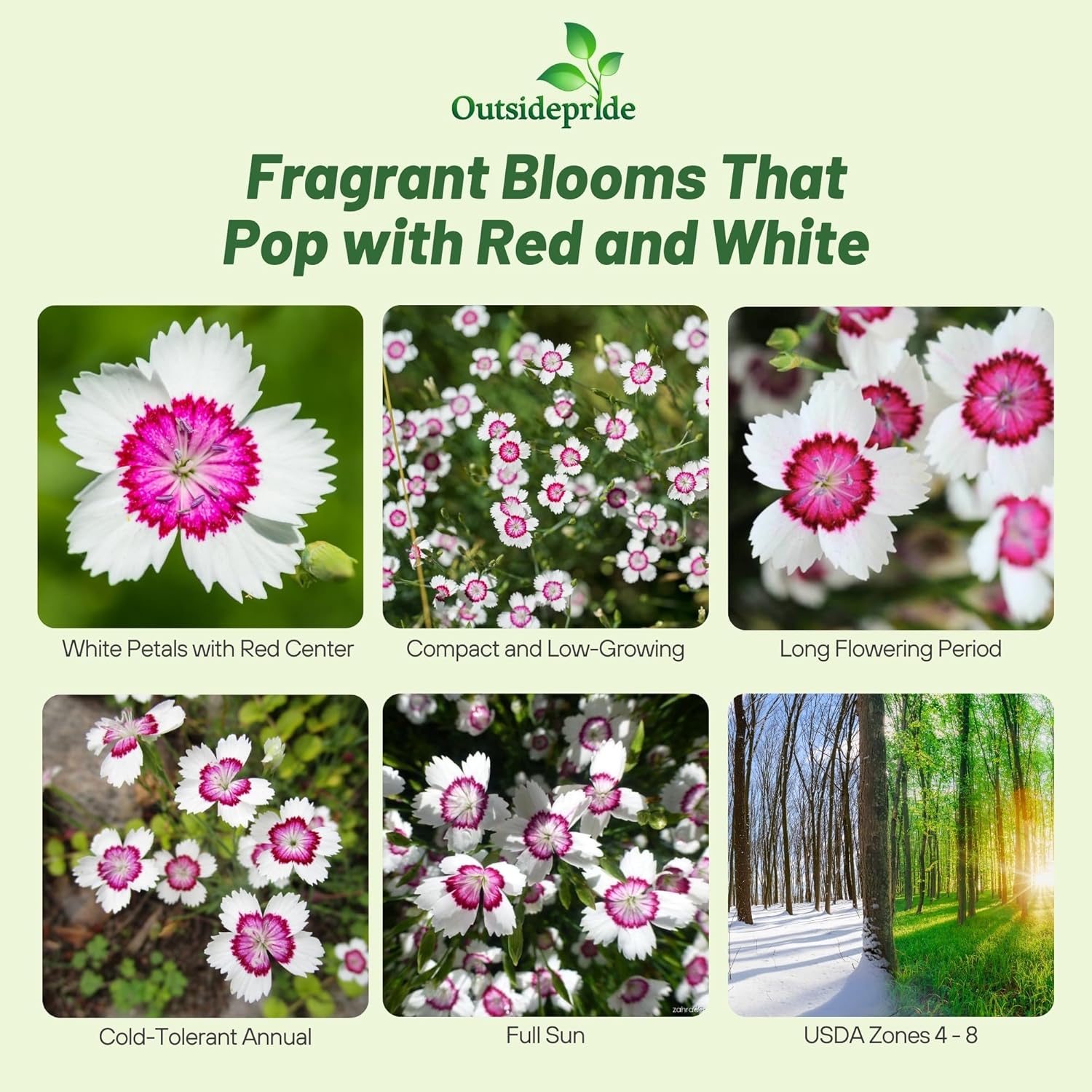 Dianthus Merry-go-round Garden Flowers