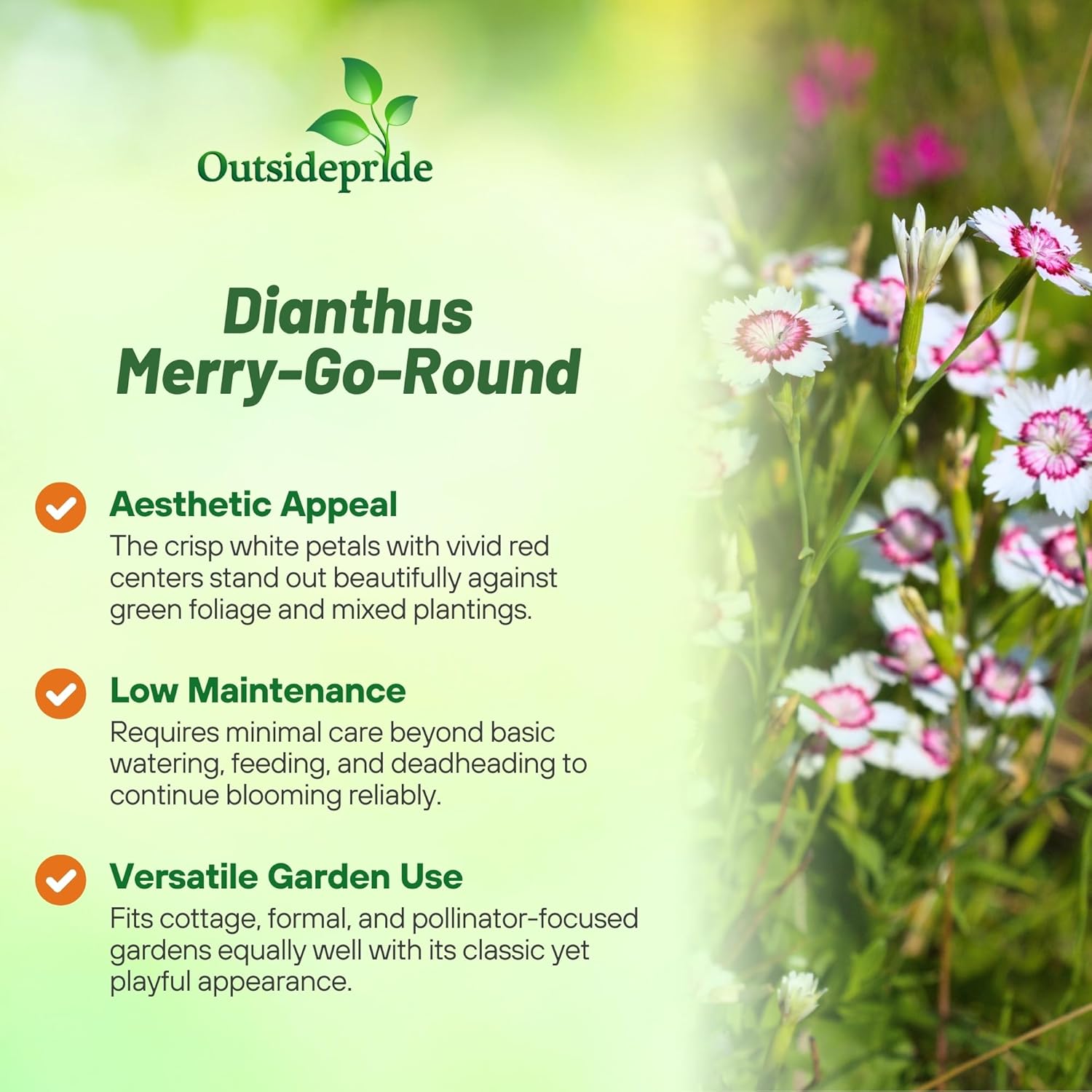 Dianthus Merry-go-round Cut Flowers